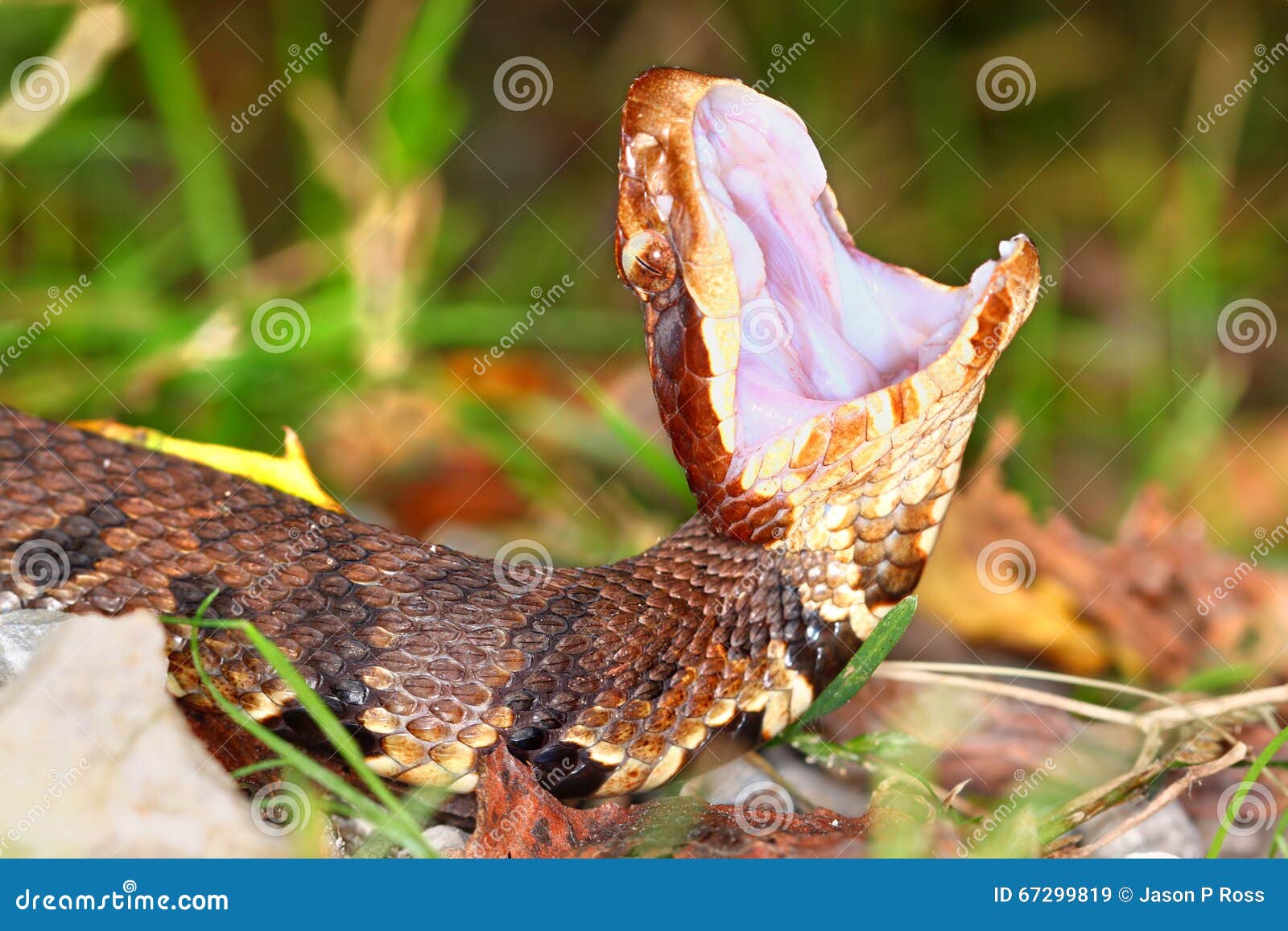 venomous cottonmouth snake