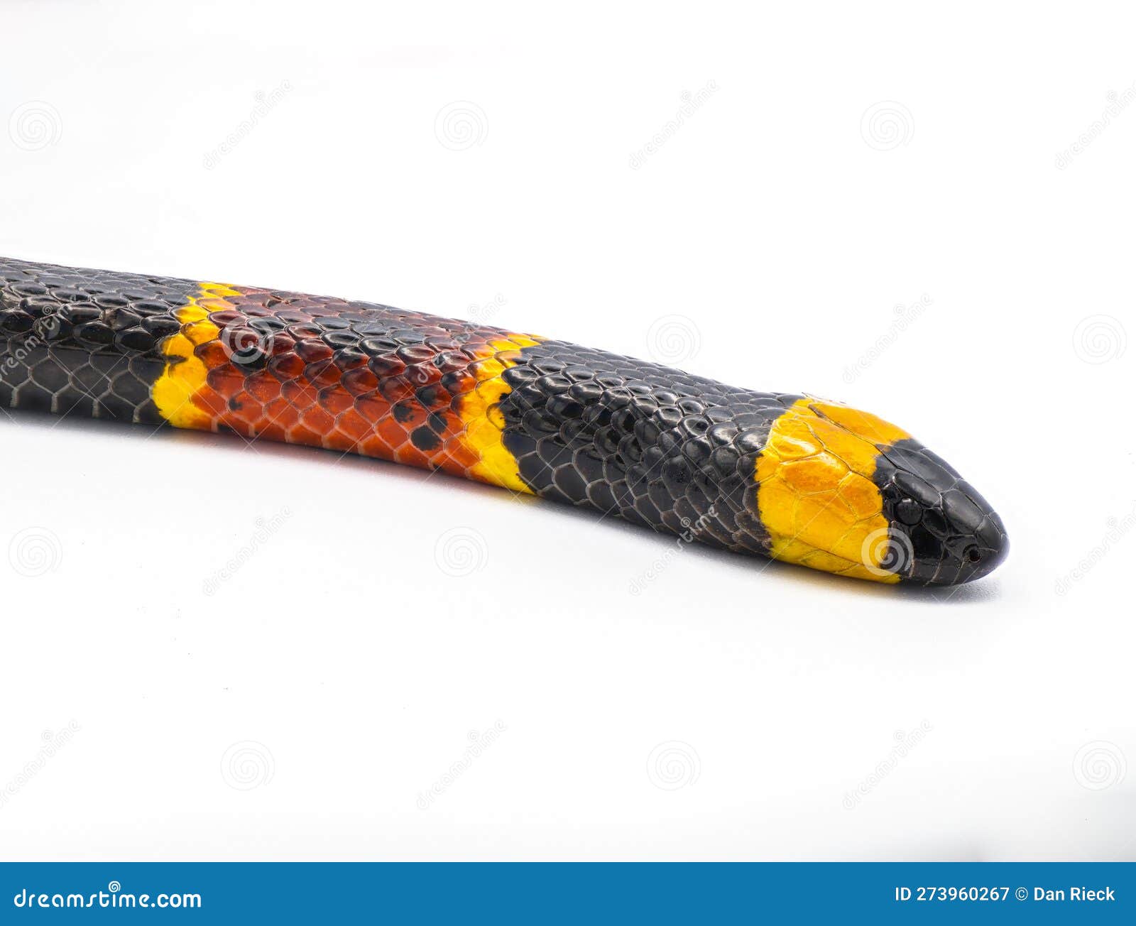 venomous eastern coral snake - micrurus fulvius - close up macro of head, eyes and pattern. side view  on white