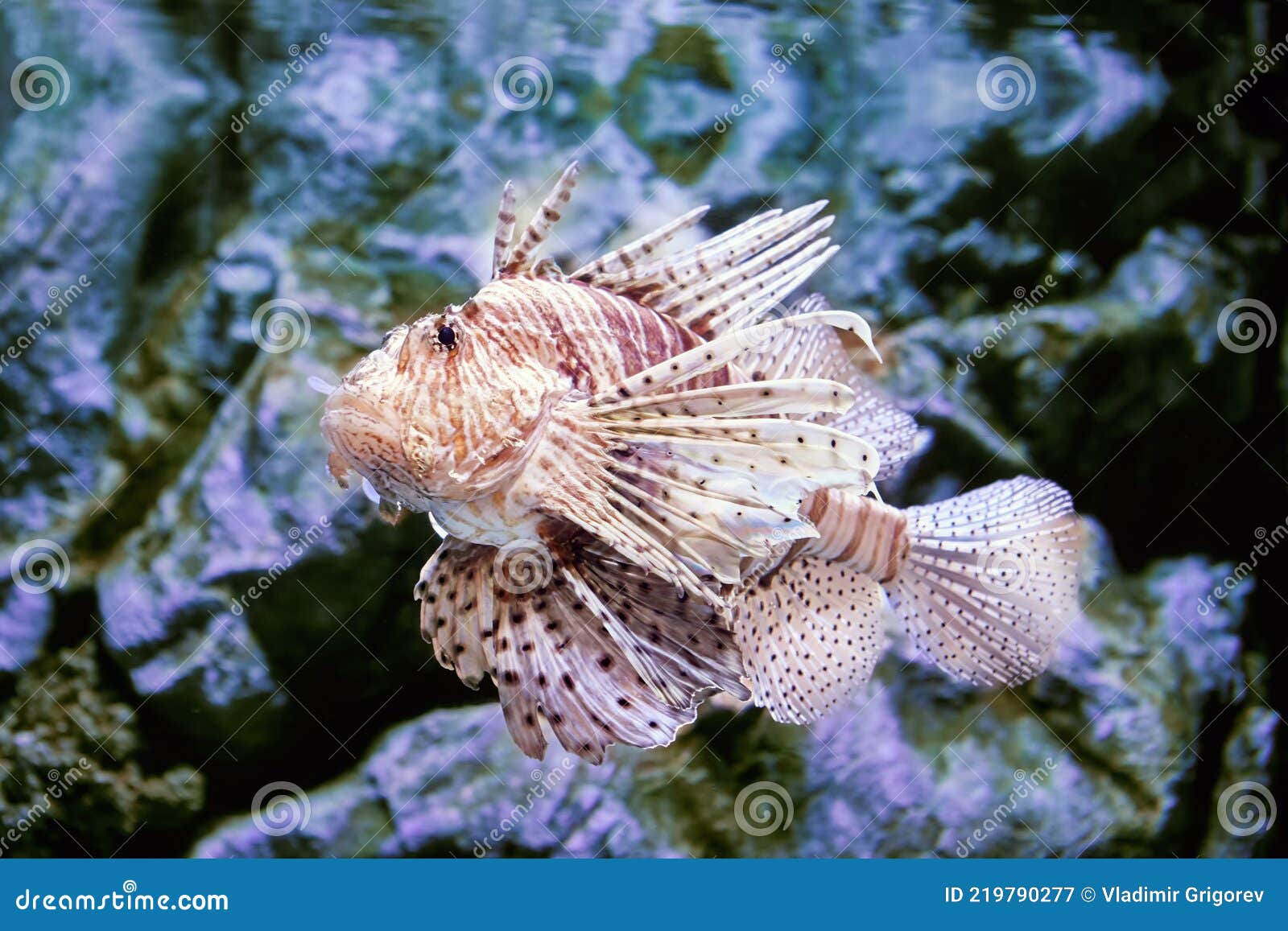 Toxic Fish Lionfish Can only Release Venom when Something Strikes Its  Spines. Stock Image - Image of volitans, envenomation: 219790277