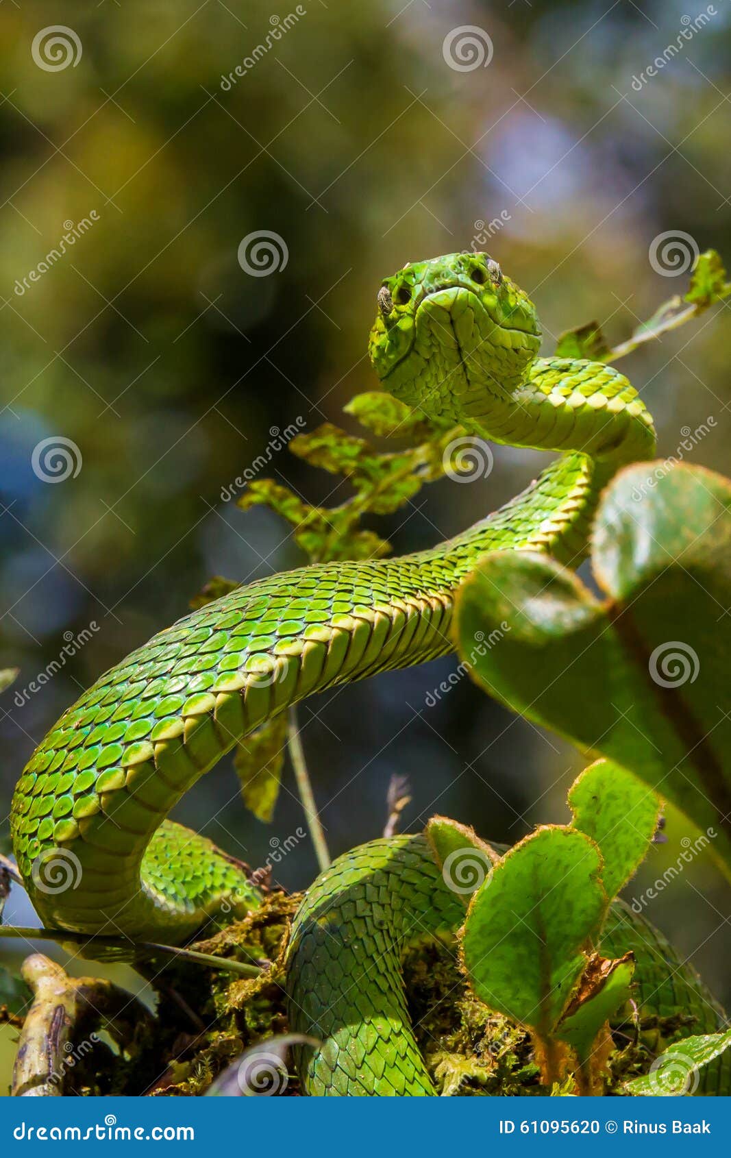 venomous pit viper