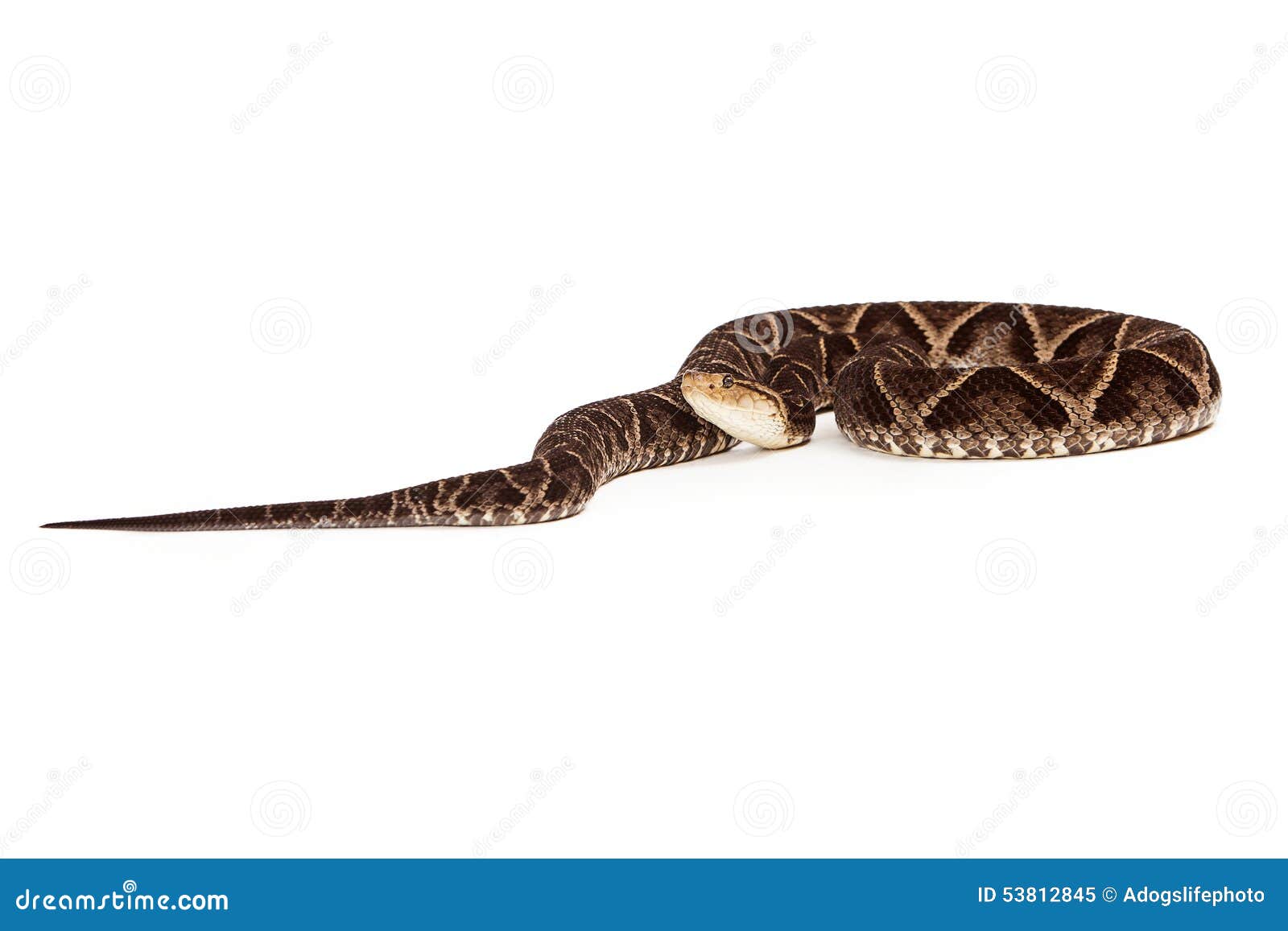 venomous terciopelo pit viper snake