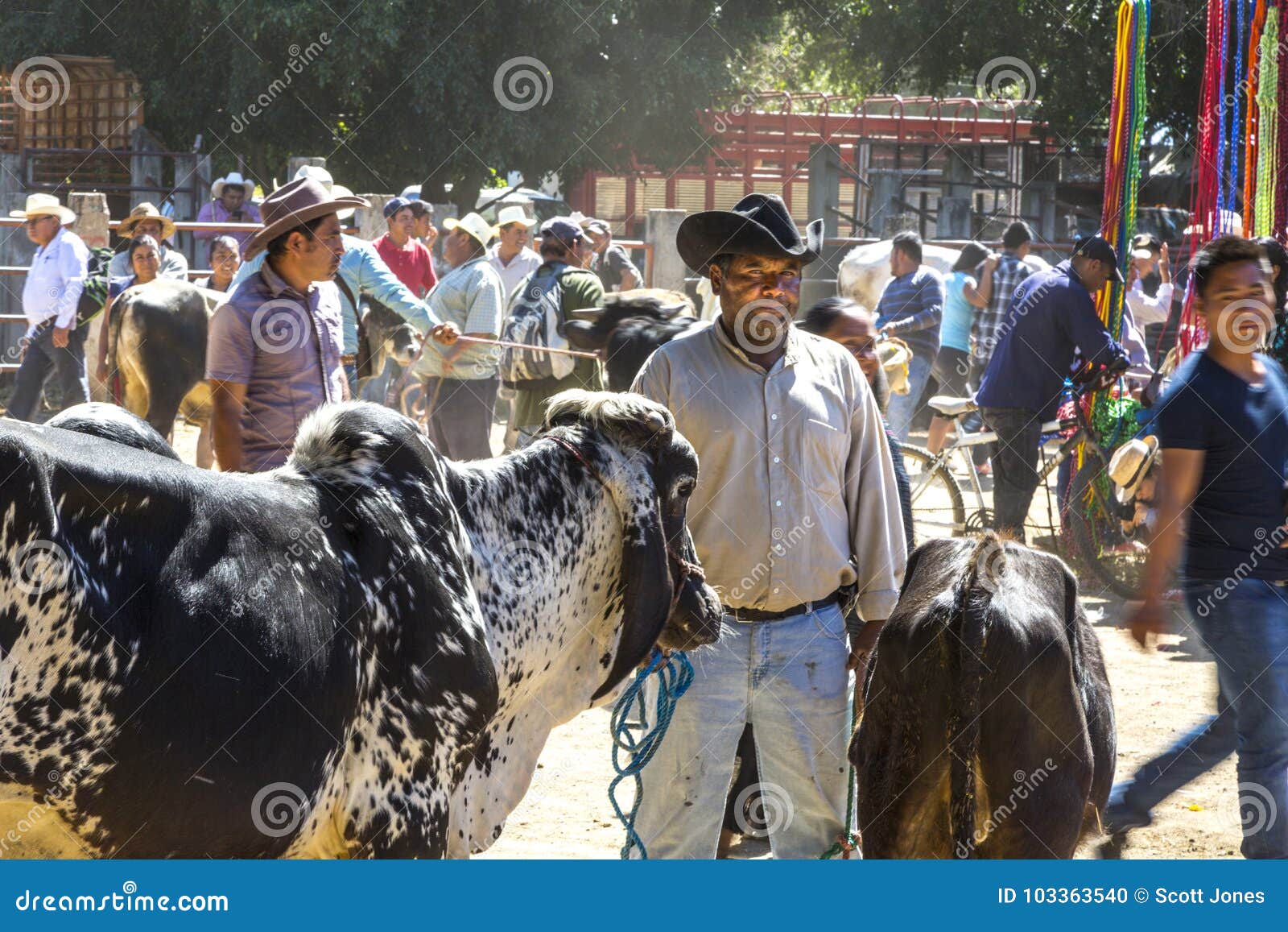 Venta de ganado imagen editorial. Imagen de ganado, vaquero 103363540