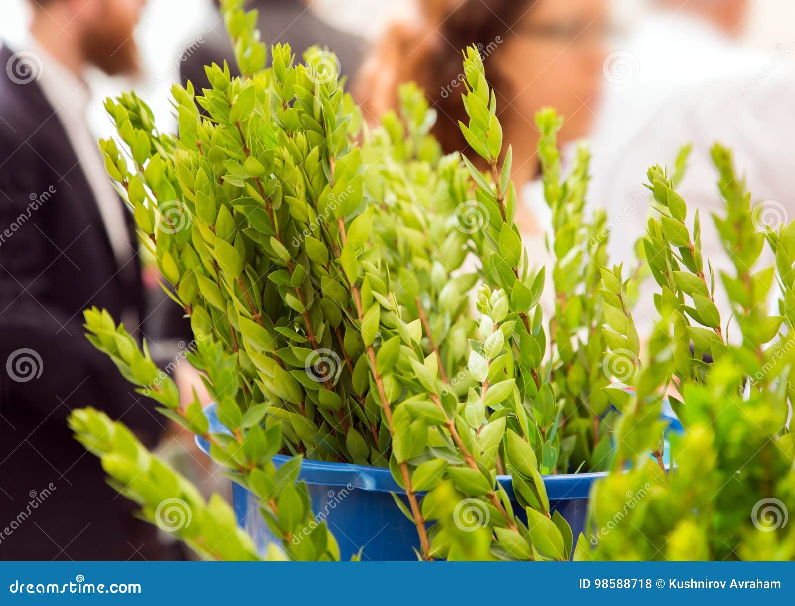 Venta De Plantas Rituales. Mirto Foto de archivo - Imagen de mirto, planta:  98588718, image size:1600x1221