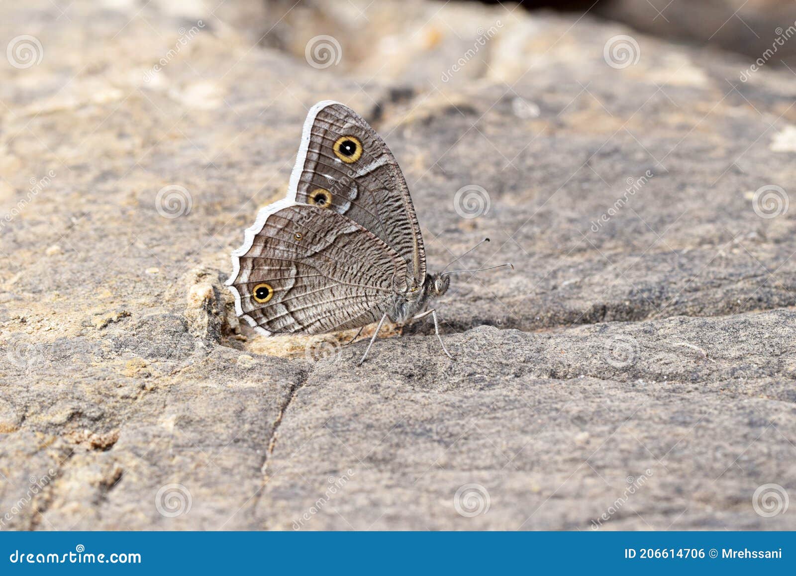 camouflaged hipparchia parisatis , the white-edged rock brown butterfly