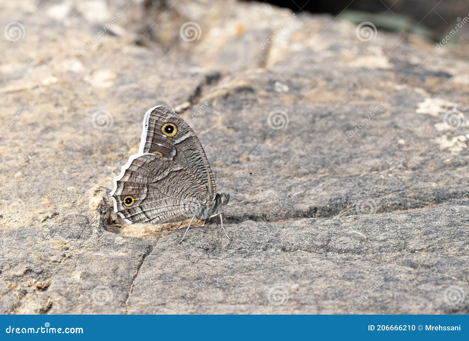 hipparchia parisatis, the white-edged rock brown butterfly