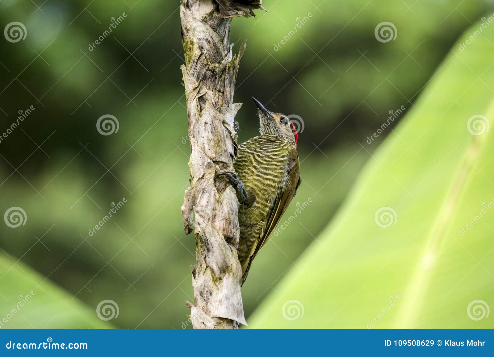 golden-olive woodpecker on a tiny trunk
