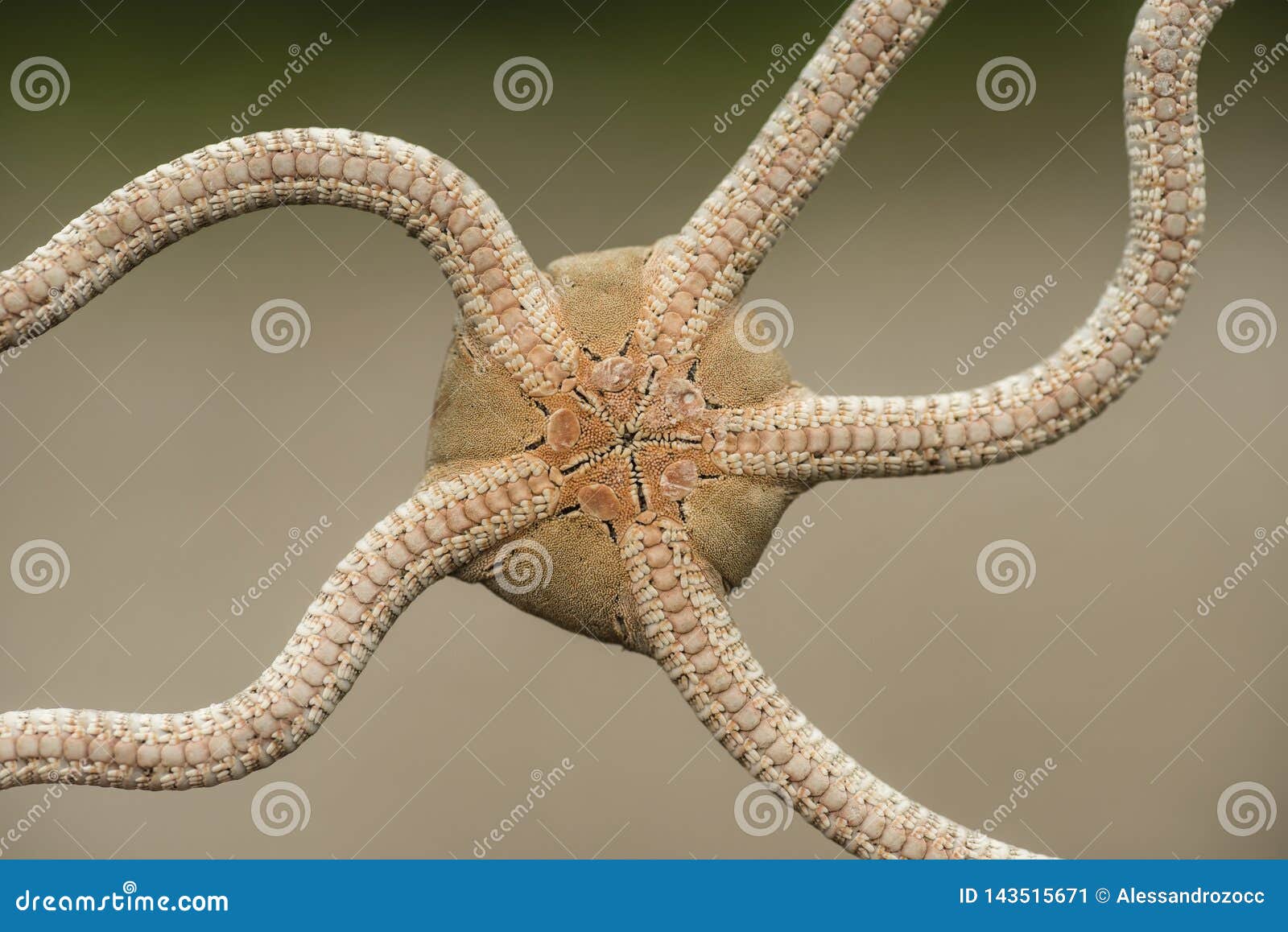 Ventral Side of a Brittle Starfish Stock Image Image of fish
