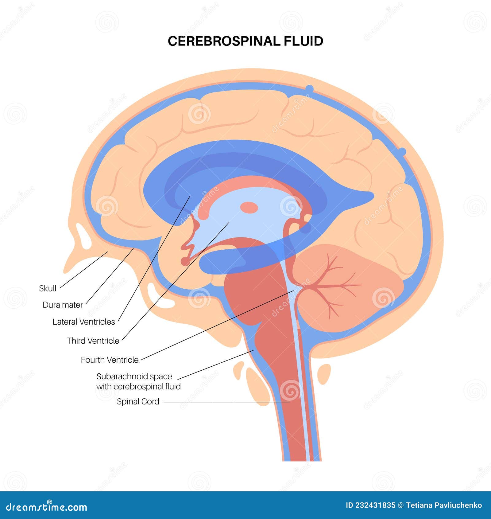 Ventricular System Anatomy Cartoon Vector Biology Diagrams