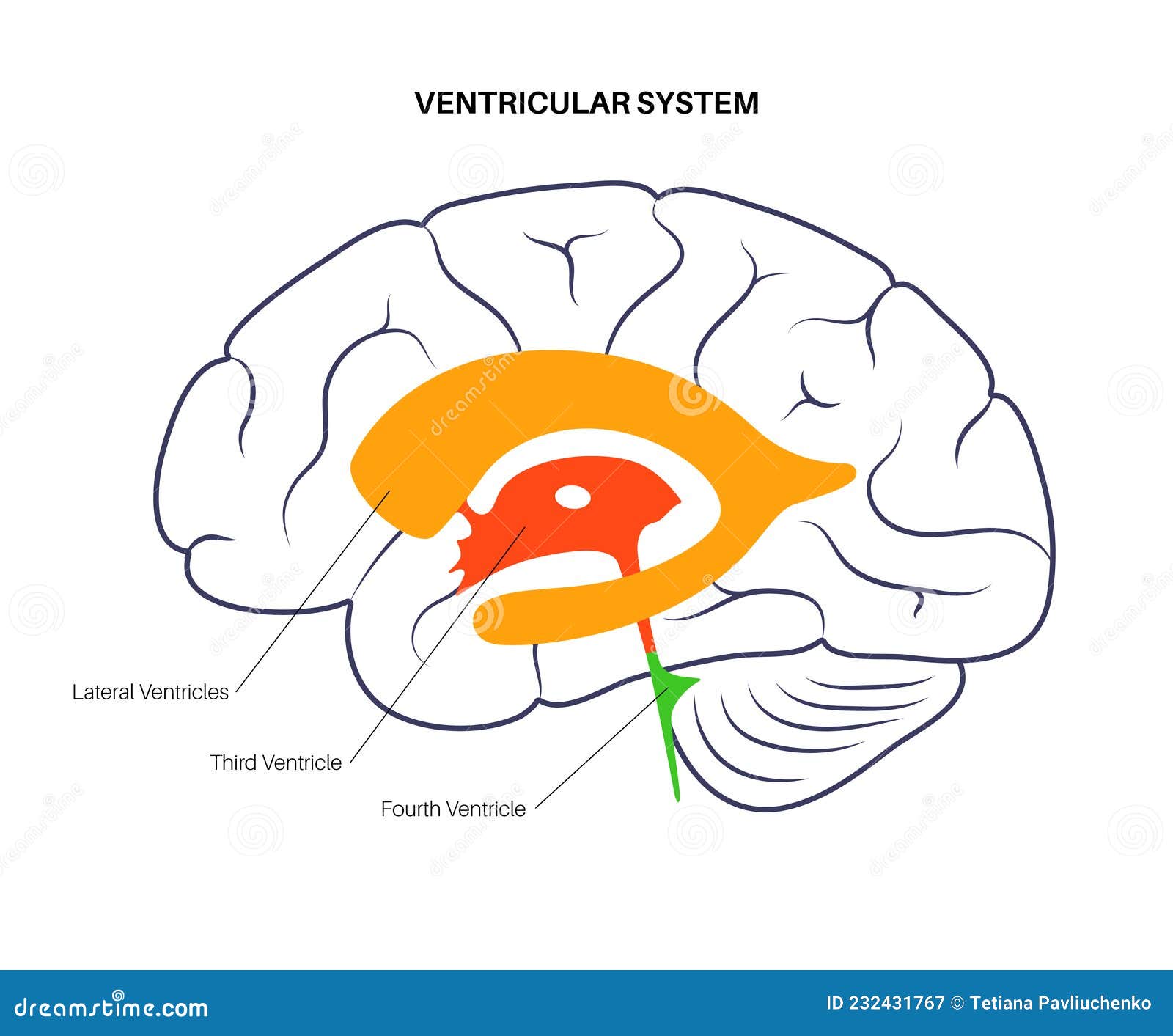 Ventricular System Anatomy Cartoon Vector Biology Diagrams