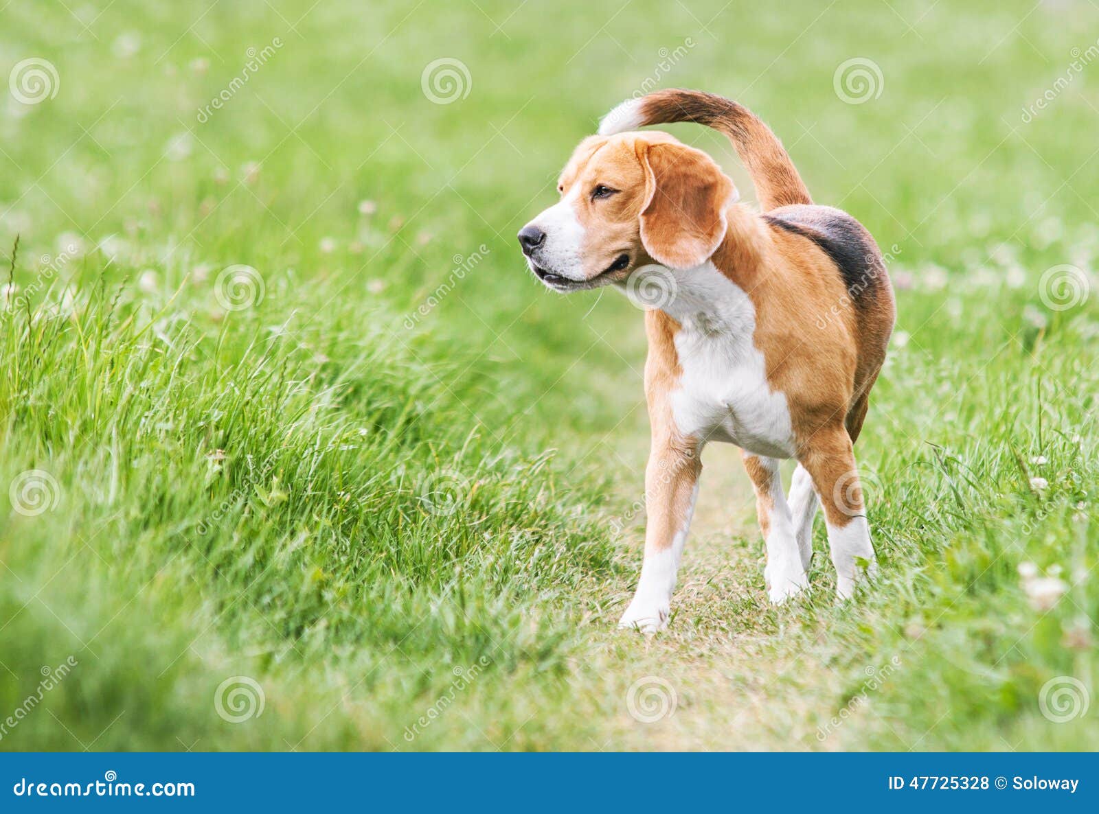 venturous beagle at the walk