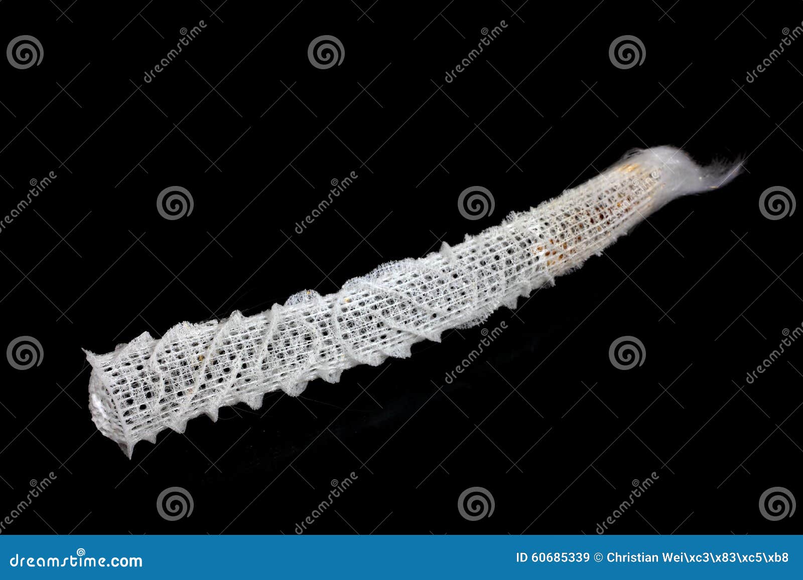 Venus Flower Basket imagen de archivo. Imagen de esponja 60685339