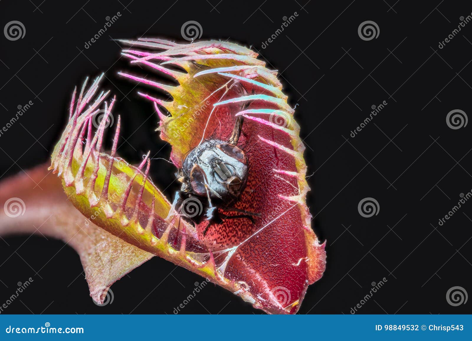 venus fly trap dionaea muscipula with captured digested fly