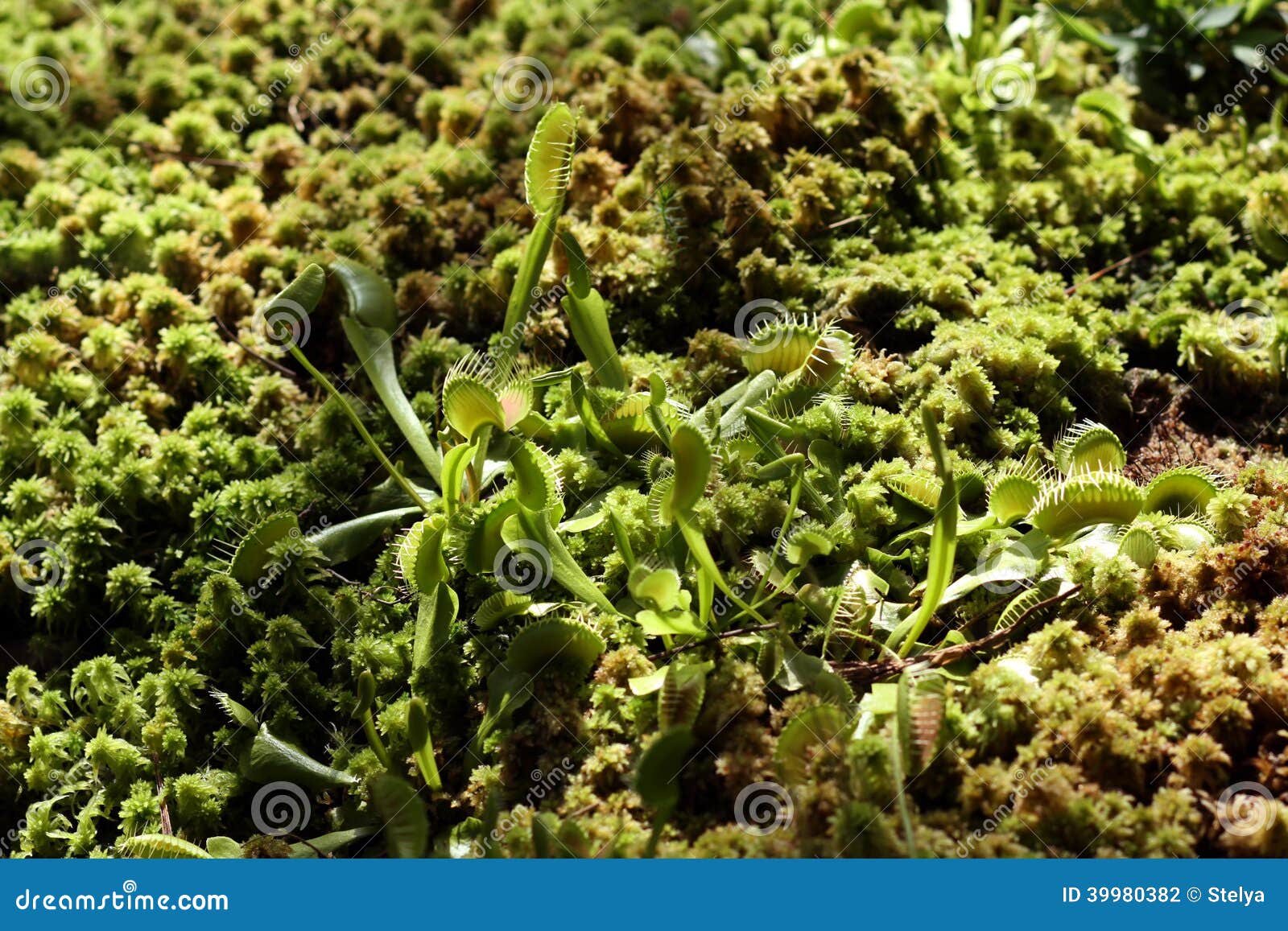 Venus Fly Trap in the Wild stock photo. Image of catcher 39980382