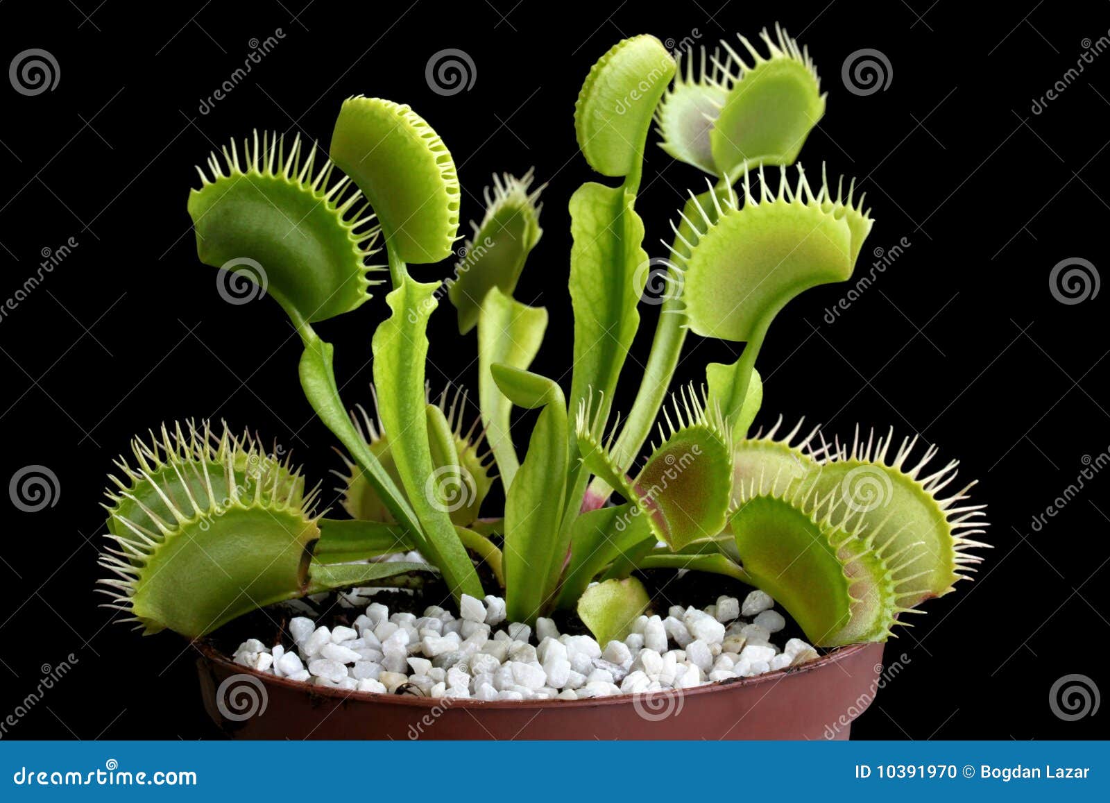 venus flytrap - carnivorous plant