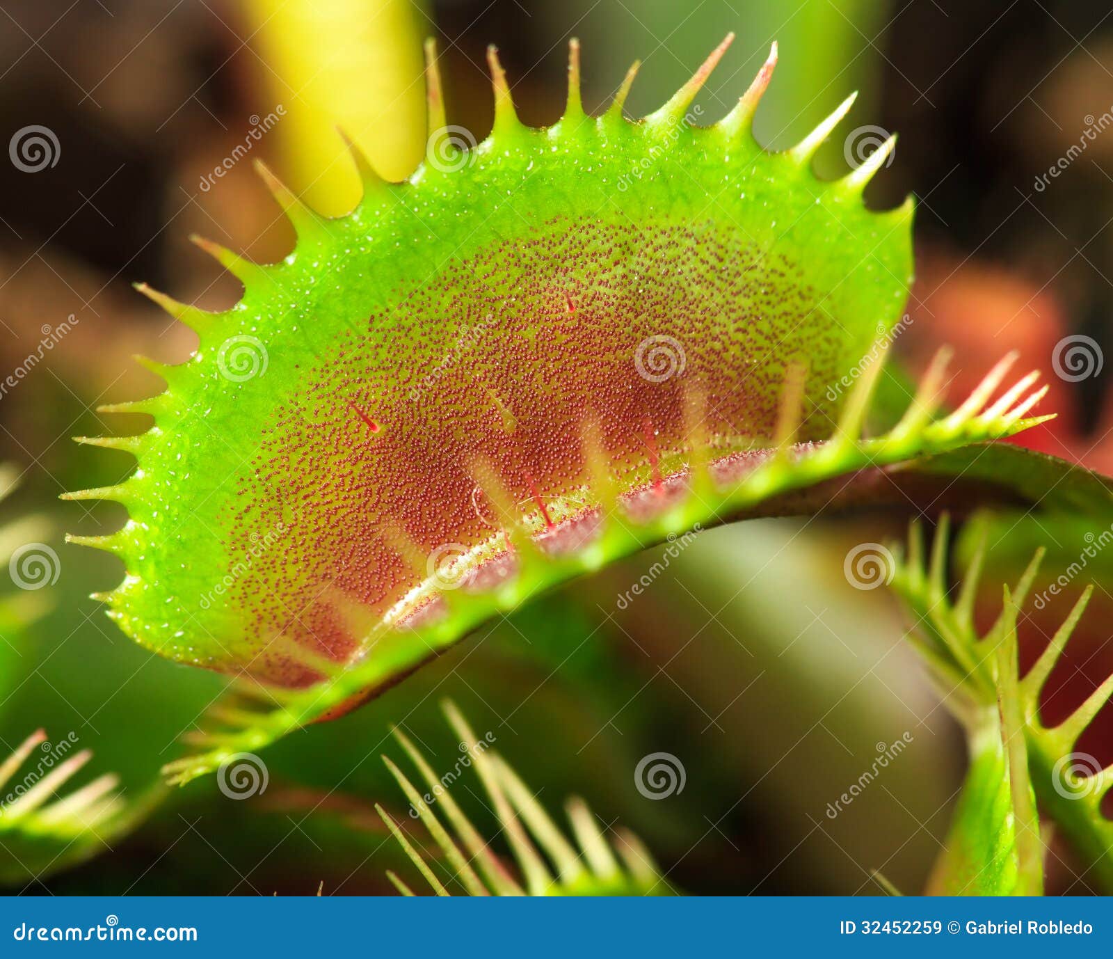 tropical rainforest venus fly trap