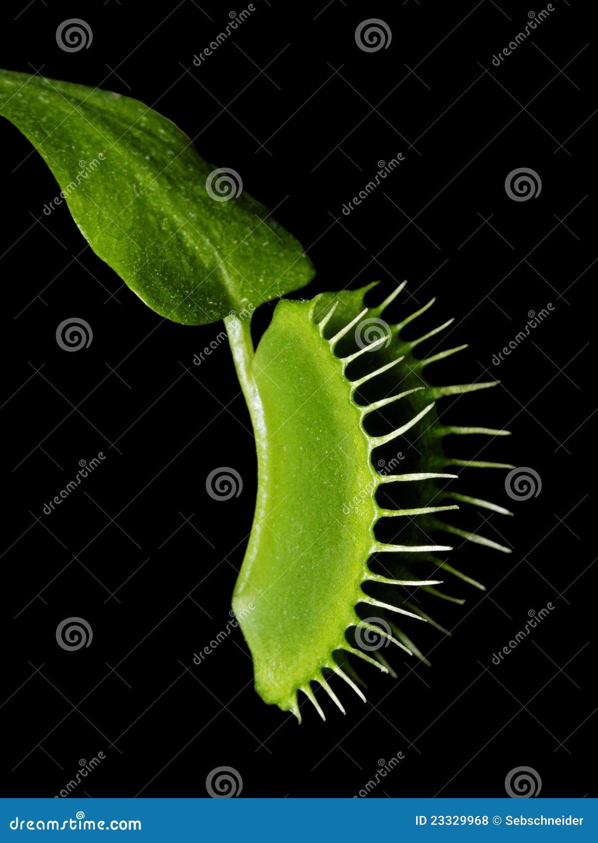 venus flytrap - dionaea muscipula