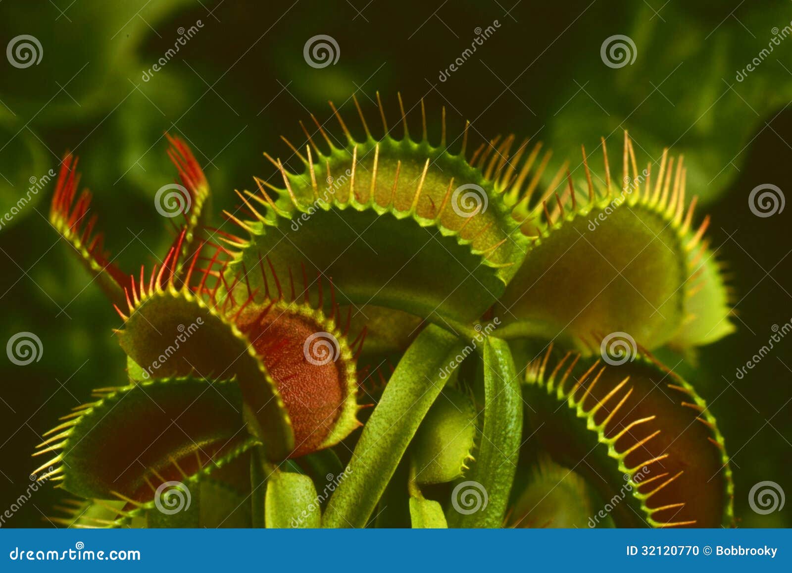 venus flytrap (dionaea muscipula)