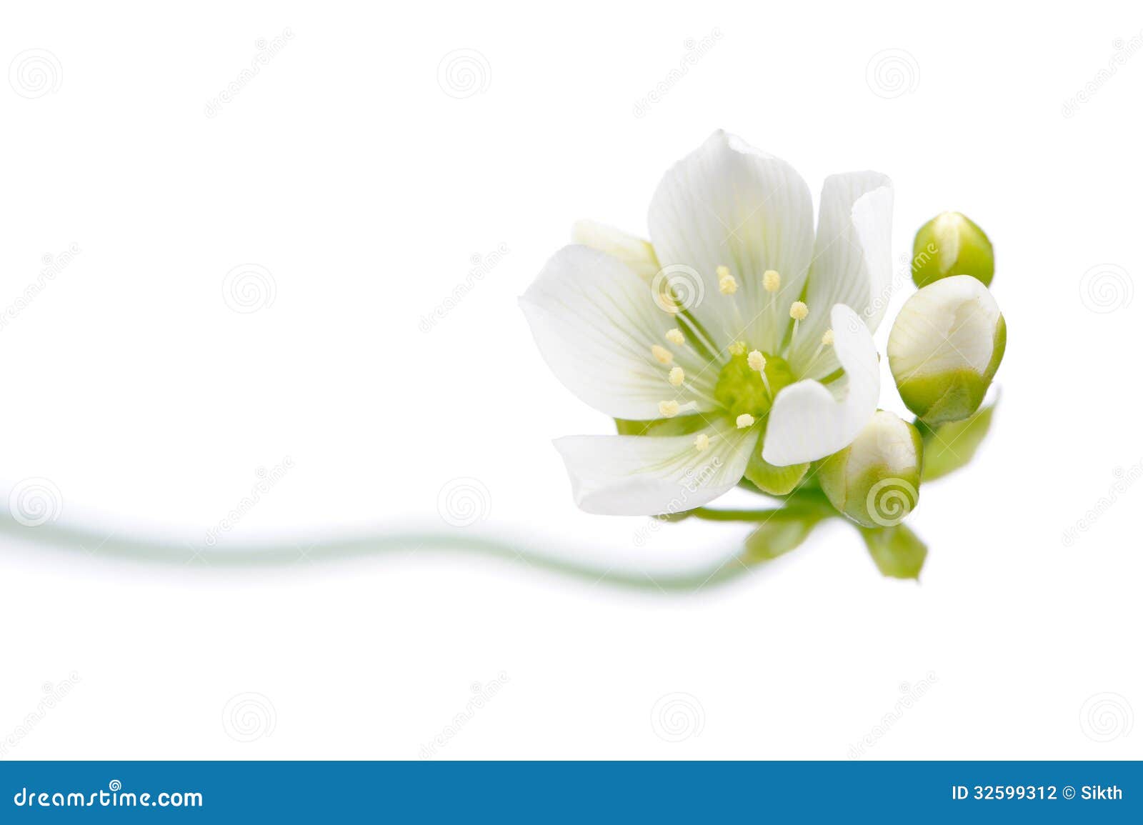 venus flytrap flower with buds on white background
