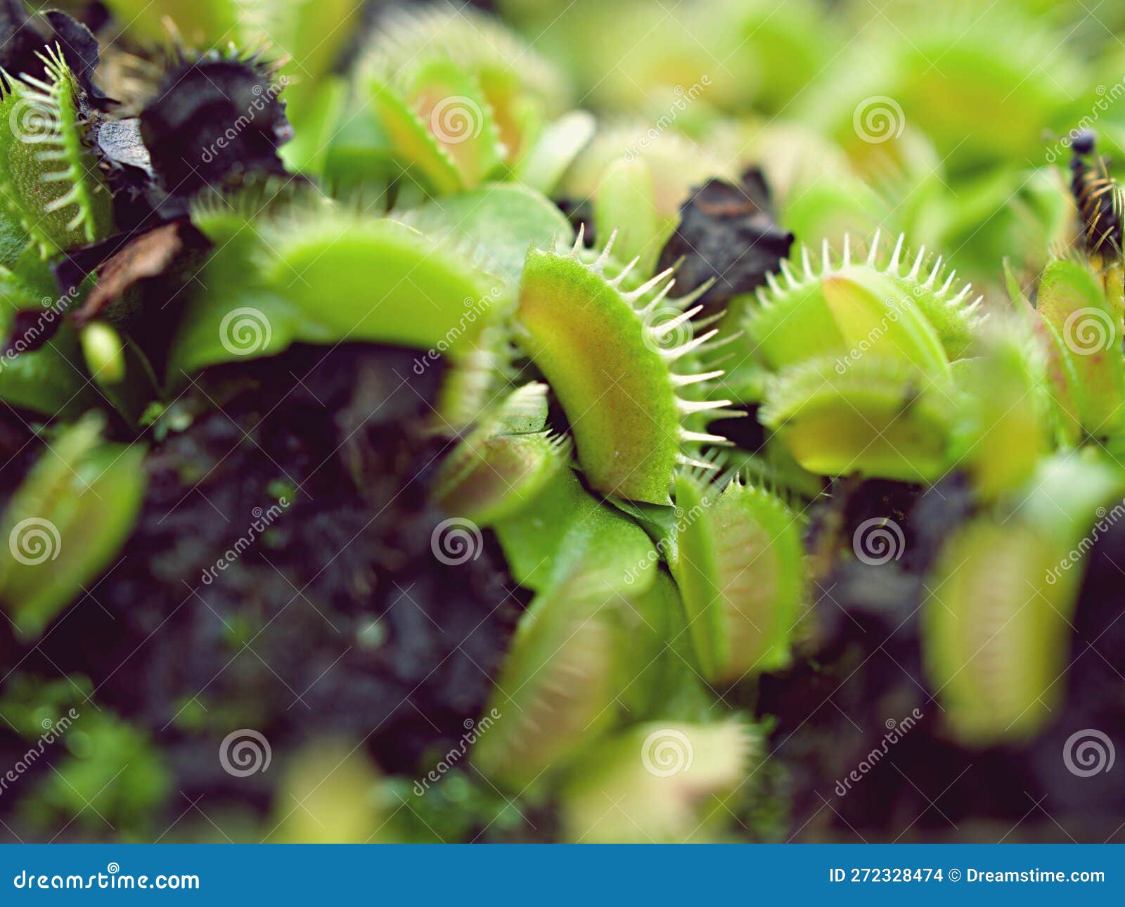 Venus Flytrap ,Insectivorous Plants ,Low Giant ,Dionaea Muscipula