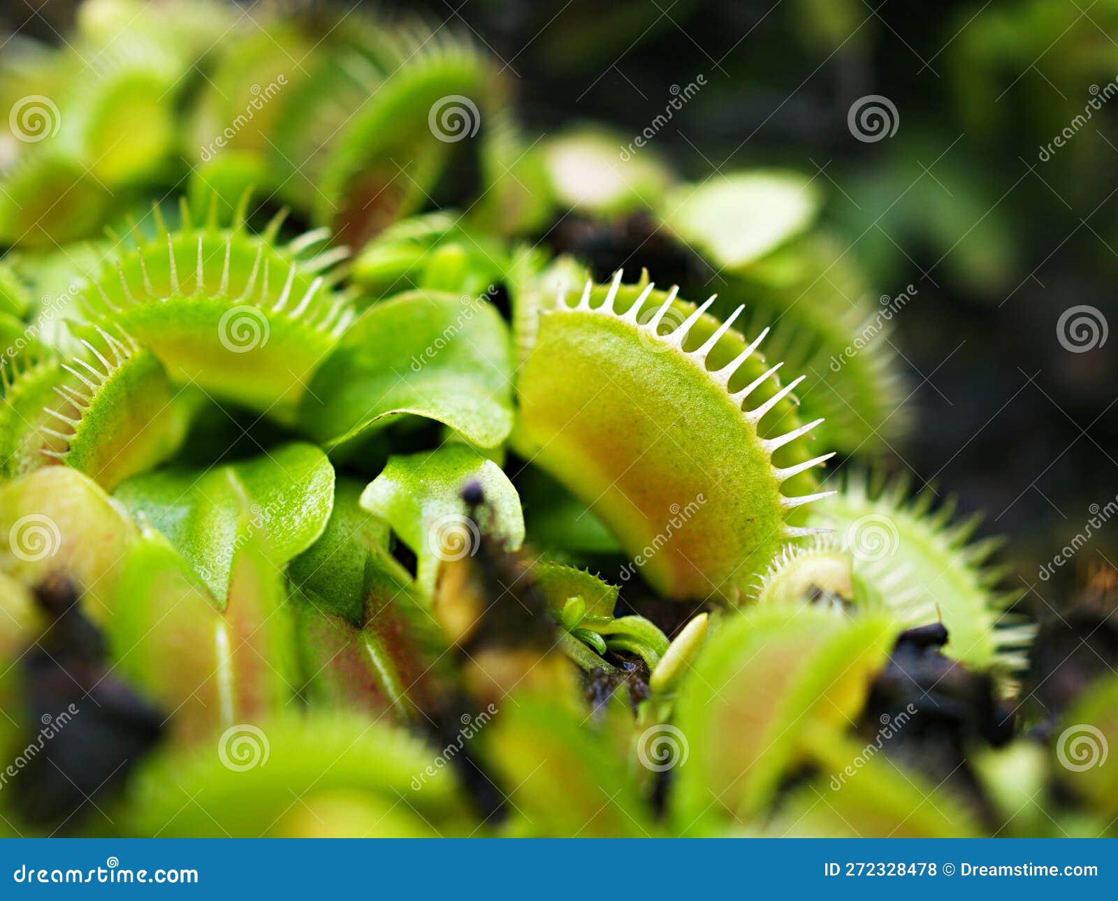 Venus Flytrap ,Insectivorous Plants ,Low Giant ,Dionaea Muscipula