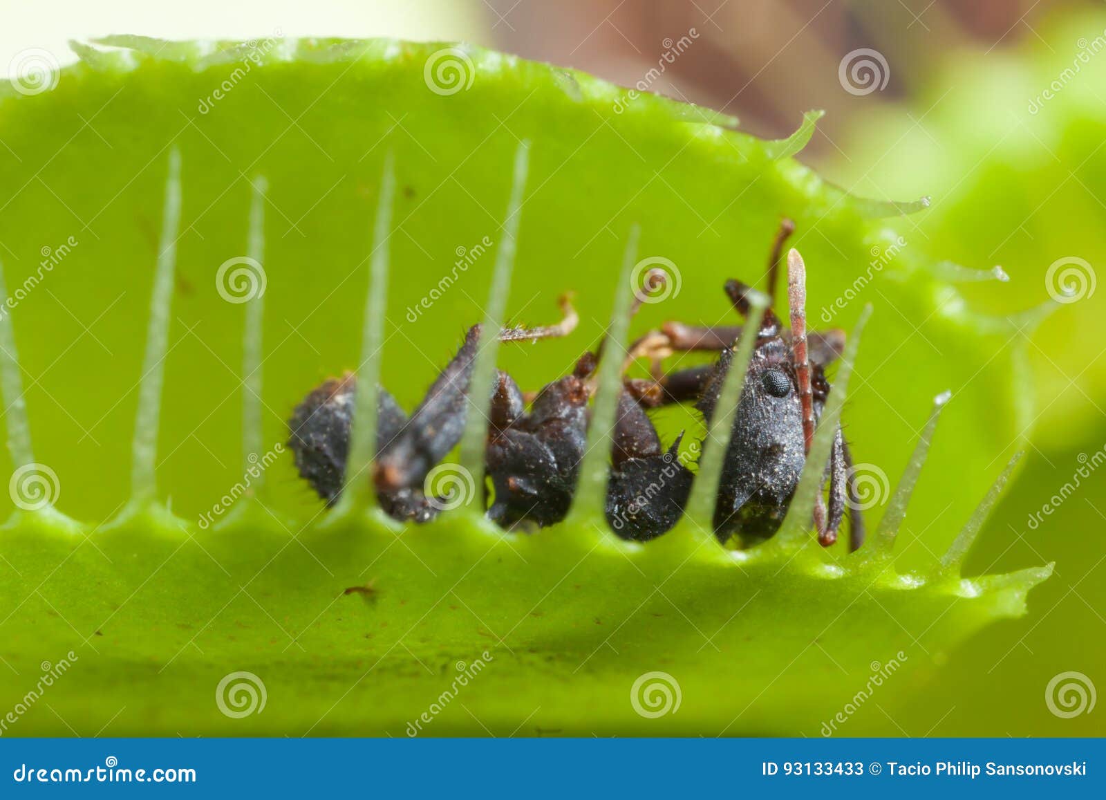 Venus Flytrap Leaf Eating Fly Stock Image Image of feeding, aliment