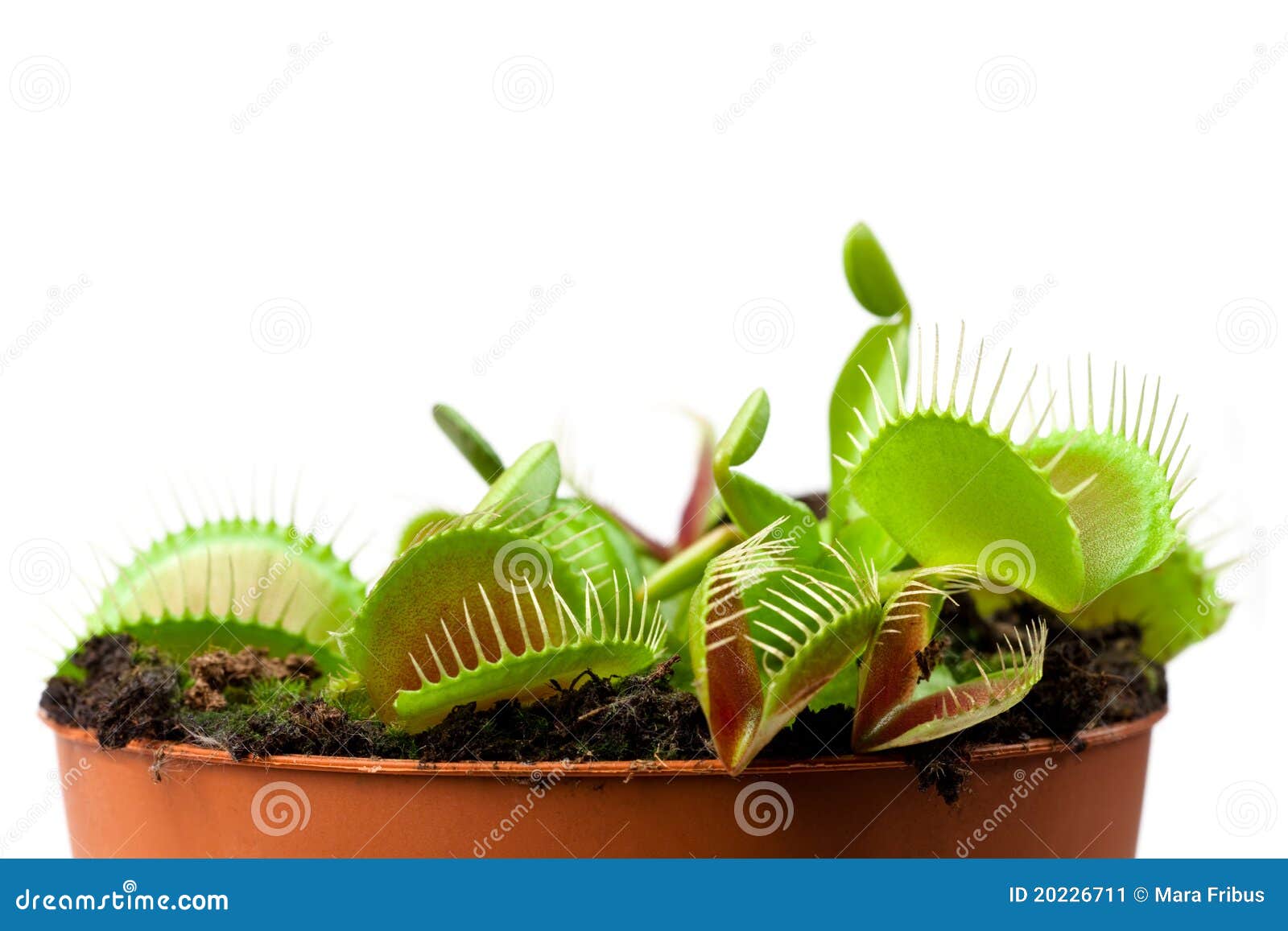 Venus flytrap in a pot stock image. Image of trap, flora 20226711