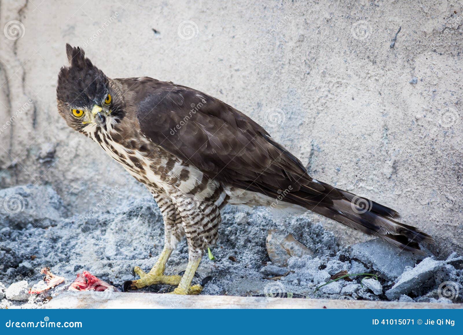 Veranderbarer Hawk Eagle Nisaetus Cirrhatus Stockbild Bild Von Opfer Feder