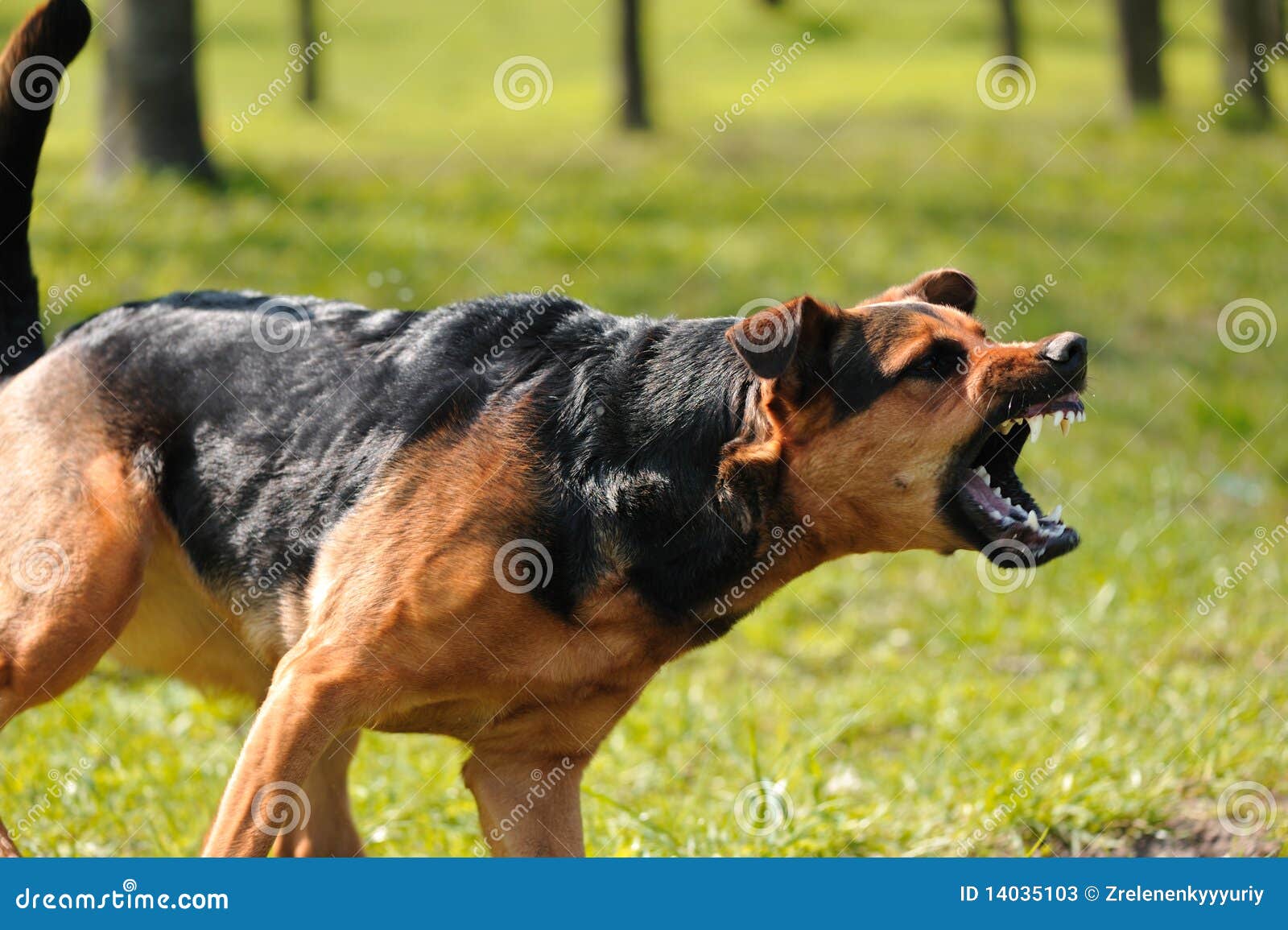 Verärgerter Hund Mit Den Blanken Zähnen Stockbild Bild von