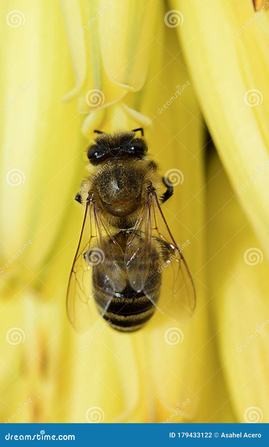 ver abeja amarillo flor