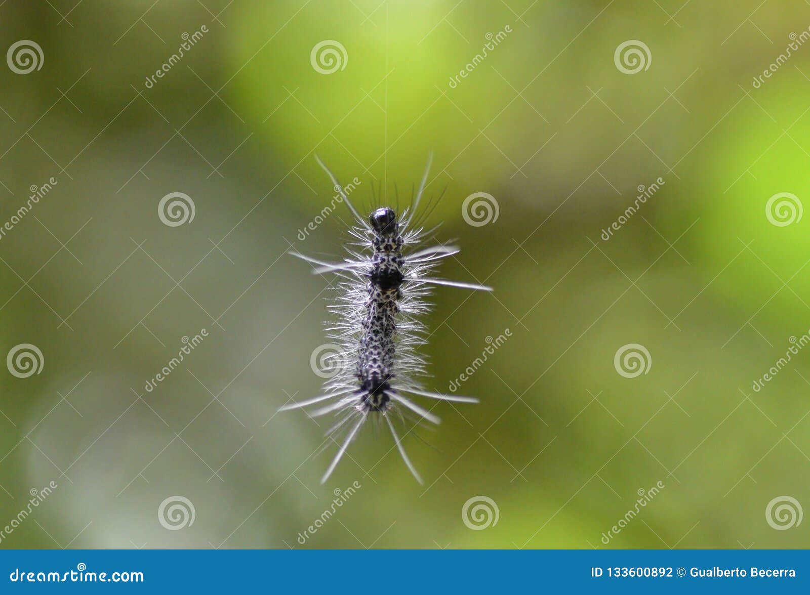 Ver Minuscule De Chenille Pendant D'une Ficelle En Soie Photo stock - Image  du faune, vert: 133600892