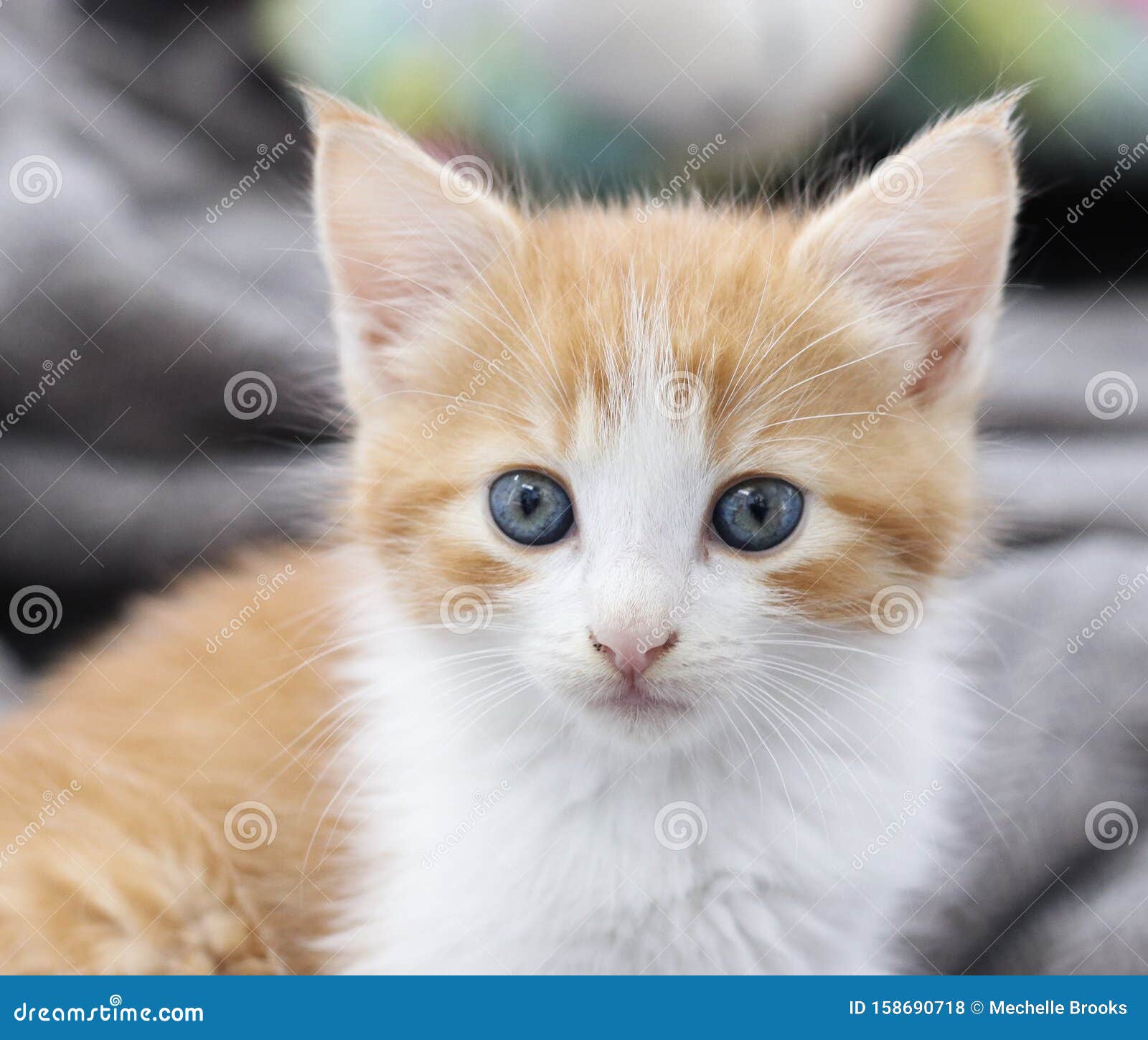 jeans In de genade van verbrand Verachtelijk Oranje En Witte Kitten Met Blauwe Ogen Stock Foto - Image of  camera, sinaasappel: 158690718