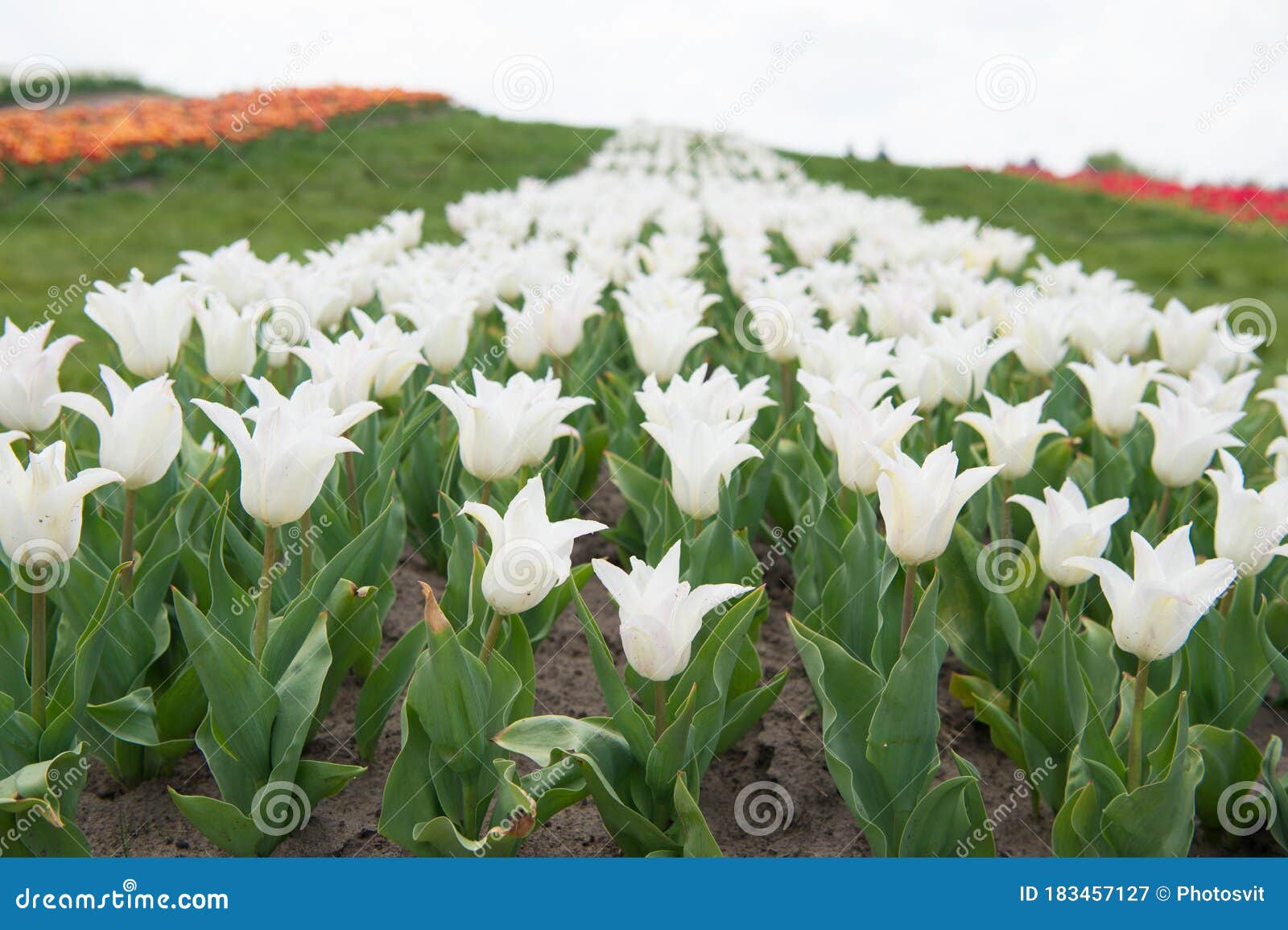 Verano Caliente. Belleza Natural Y Frescura. Tulipanes En Crecimiento a La  Venta. Muchas Flores Para Comprar. Tulipán Floreciendo Imagen de archivo -  Imagen de neerlandeses, europeo: 183457127