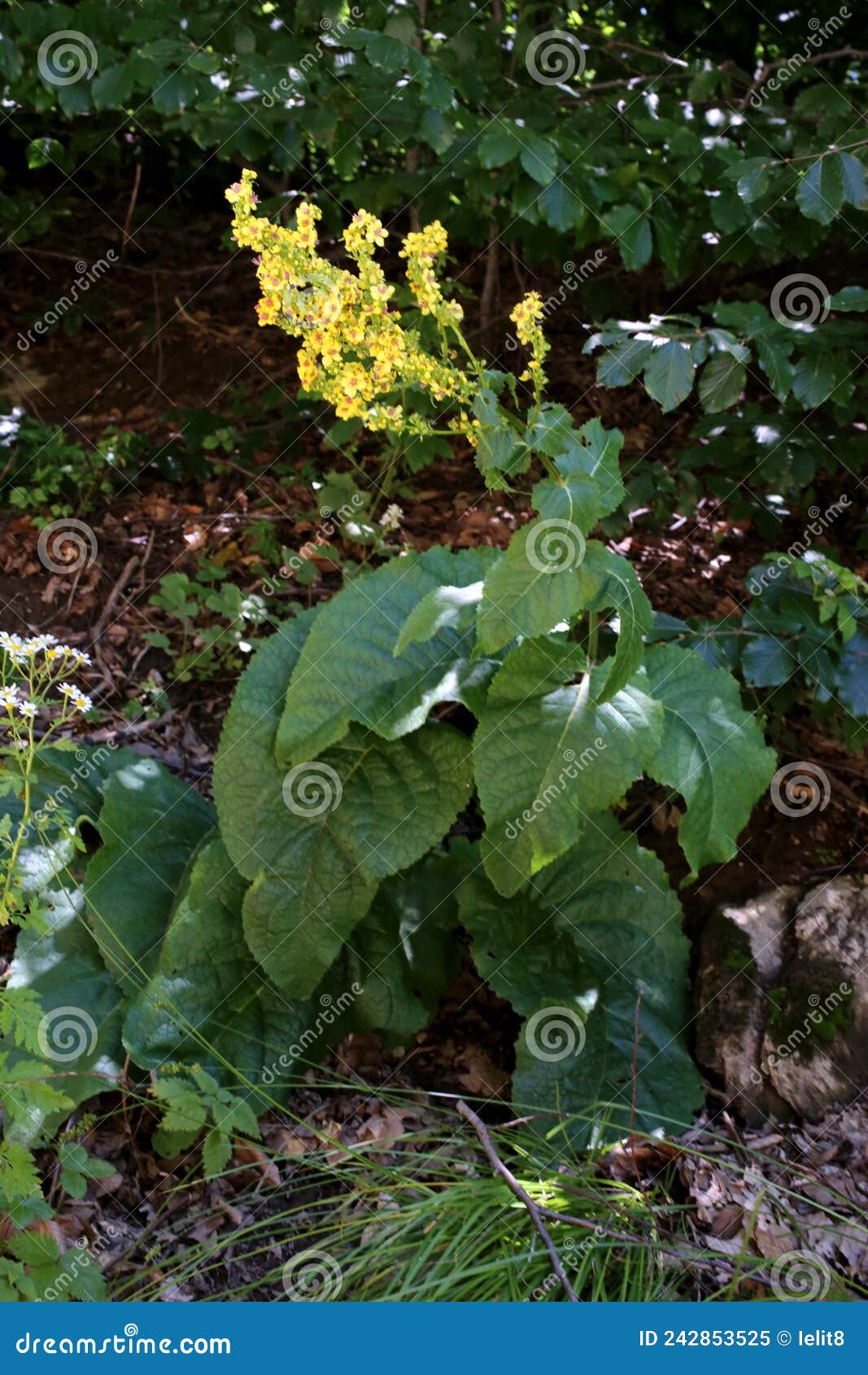 verbascum glabratum - wild plant shot in the summer.