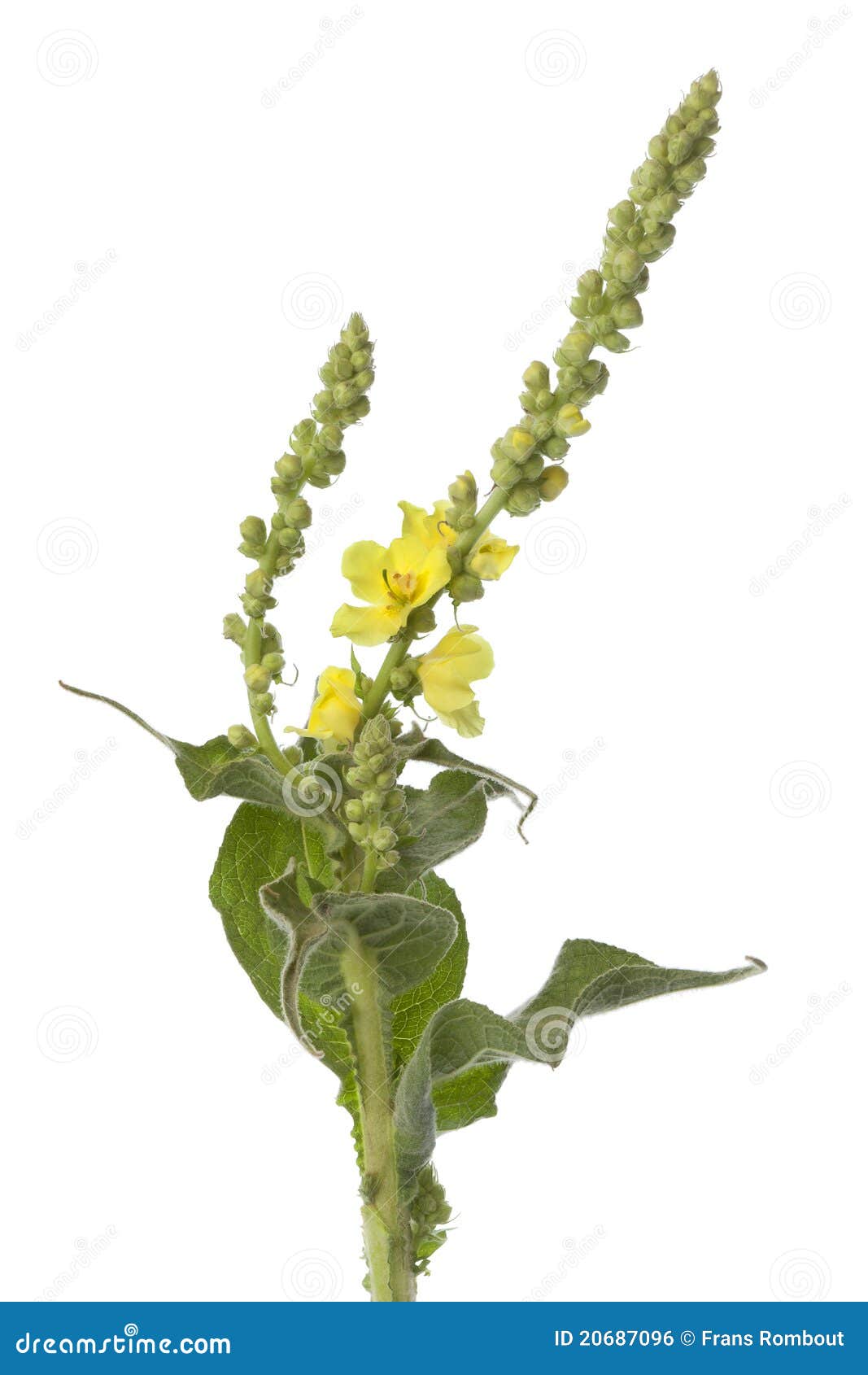Verbascum jaune photo stock. Image du médecine, herbe 20687096