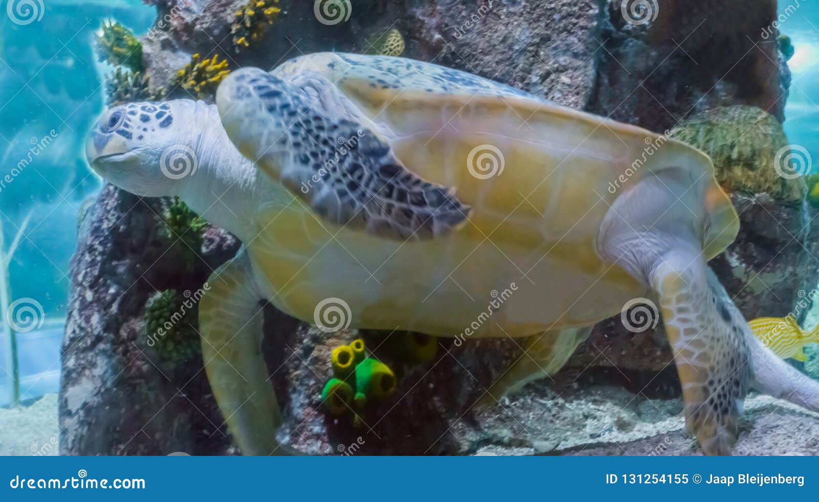 Een verbazende en grote groene of loggerhead zeldzame zeeschildpad die in de oceaan een marien overzees het levens dierlijk dicht omhooggaand portret zwemmen