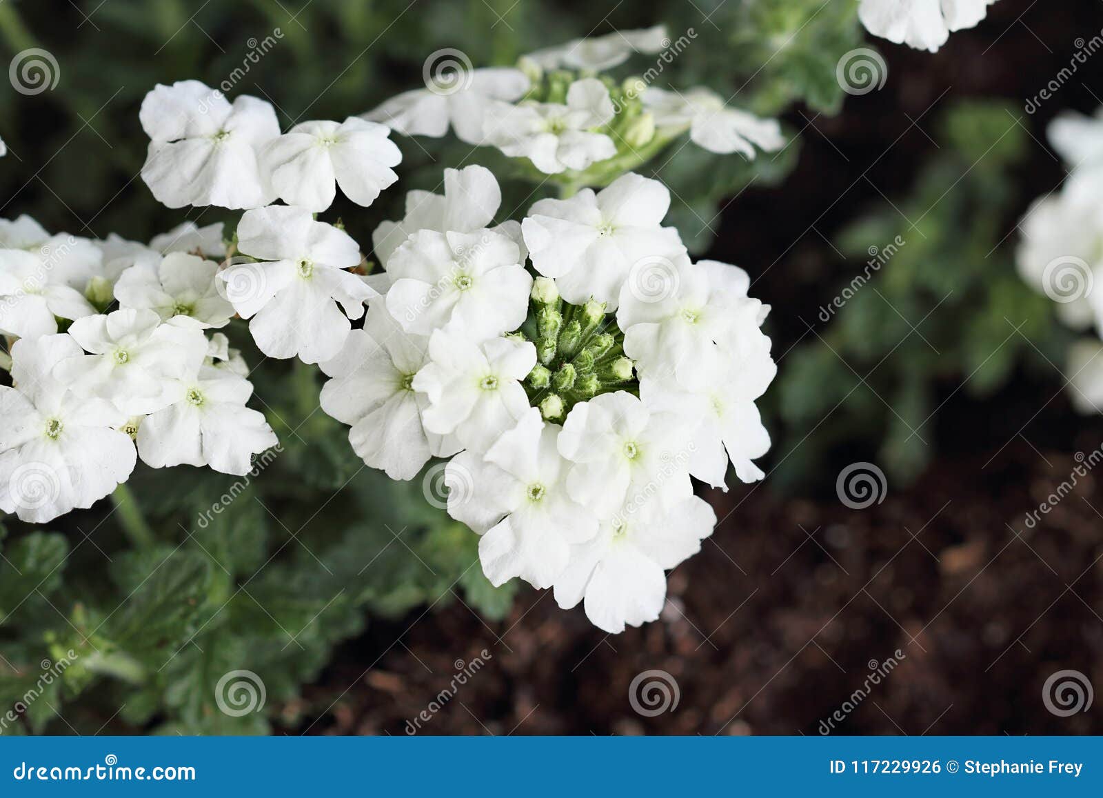 Featured image of post Verbena Flor Blanca / Descubra verbena bonariensis, fondo blanco imágenes de stock en hd y millones de otras fotos, ilustraciones y vectores en stock libres de regalías en la colección de shutterstock.