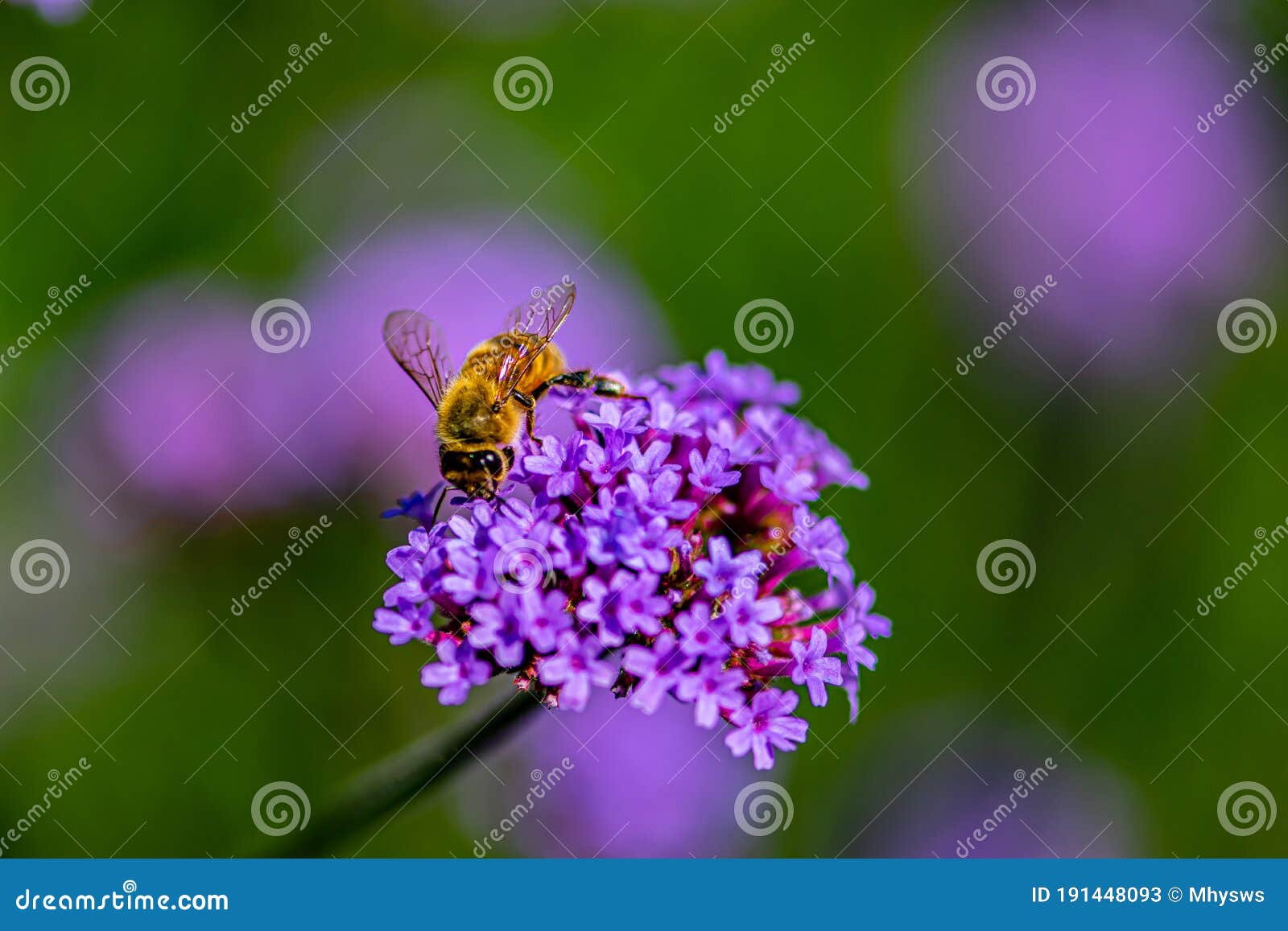 Verbena Flowers and Bees Blooming in the Forest Stock Image Image of petal, color 191448093