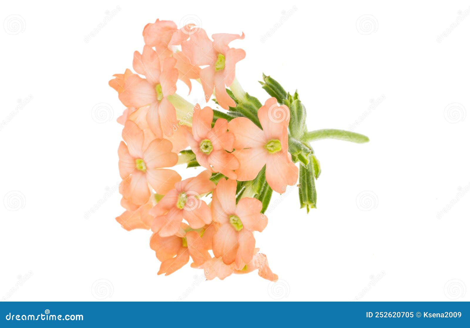 Verbena flowers isolated stock image. Image of isolated - 252620705
