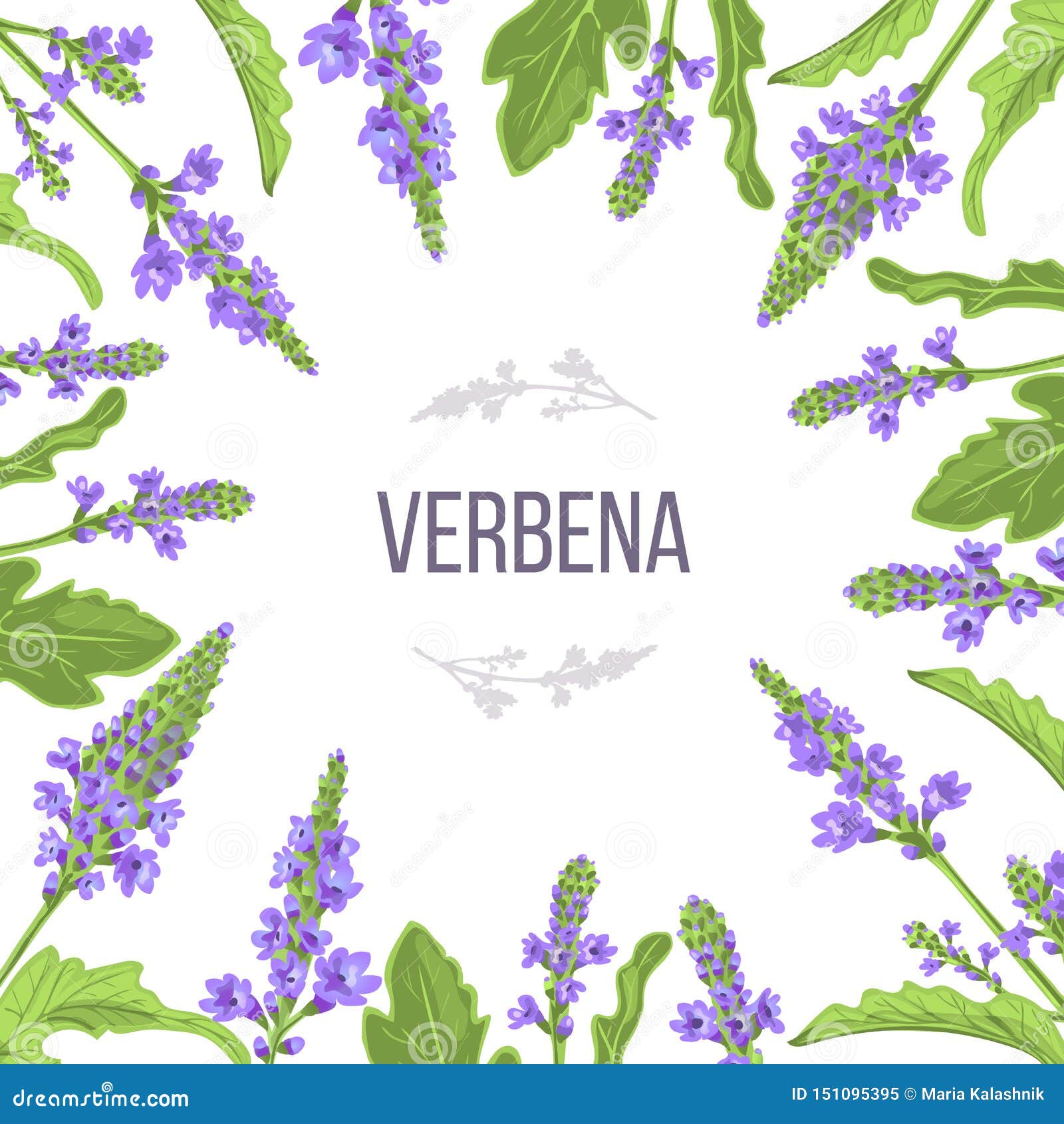 verbena flower birthday card copy space verbena flower birthday card copy space