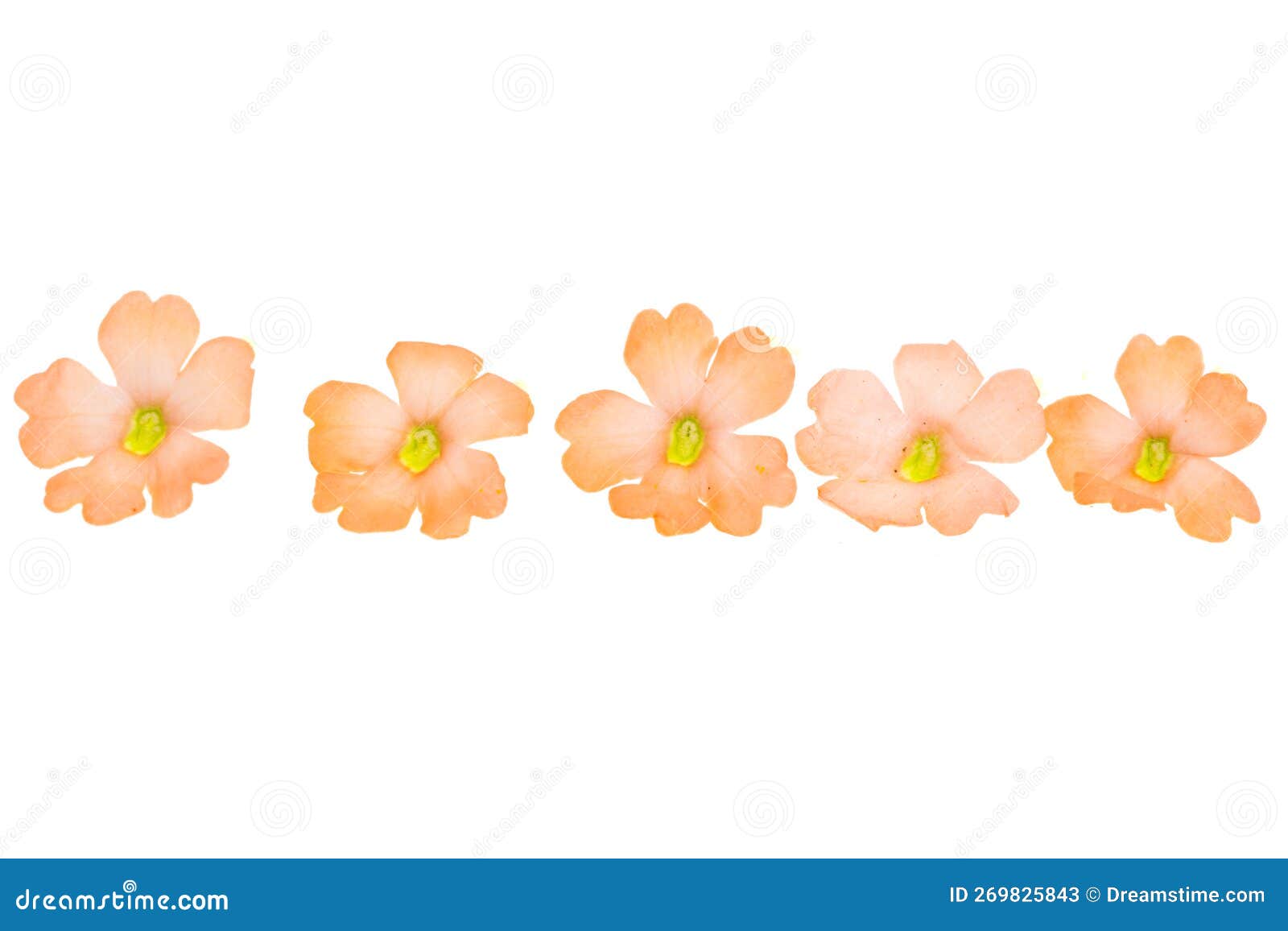 Verbena isolated stock image. Image of color, purple - 269825843