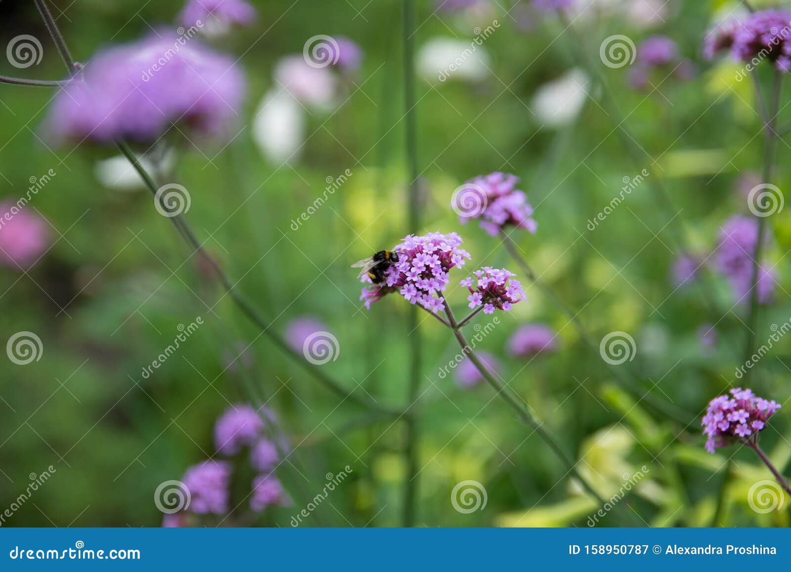 Verbena is a Purple Flower. and There are Bee Stock Image Image of botanical, edible 158950787