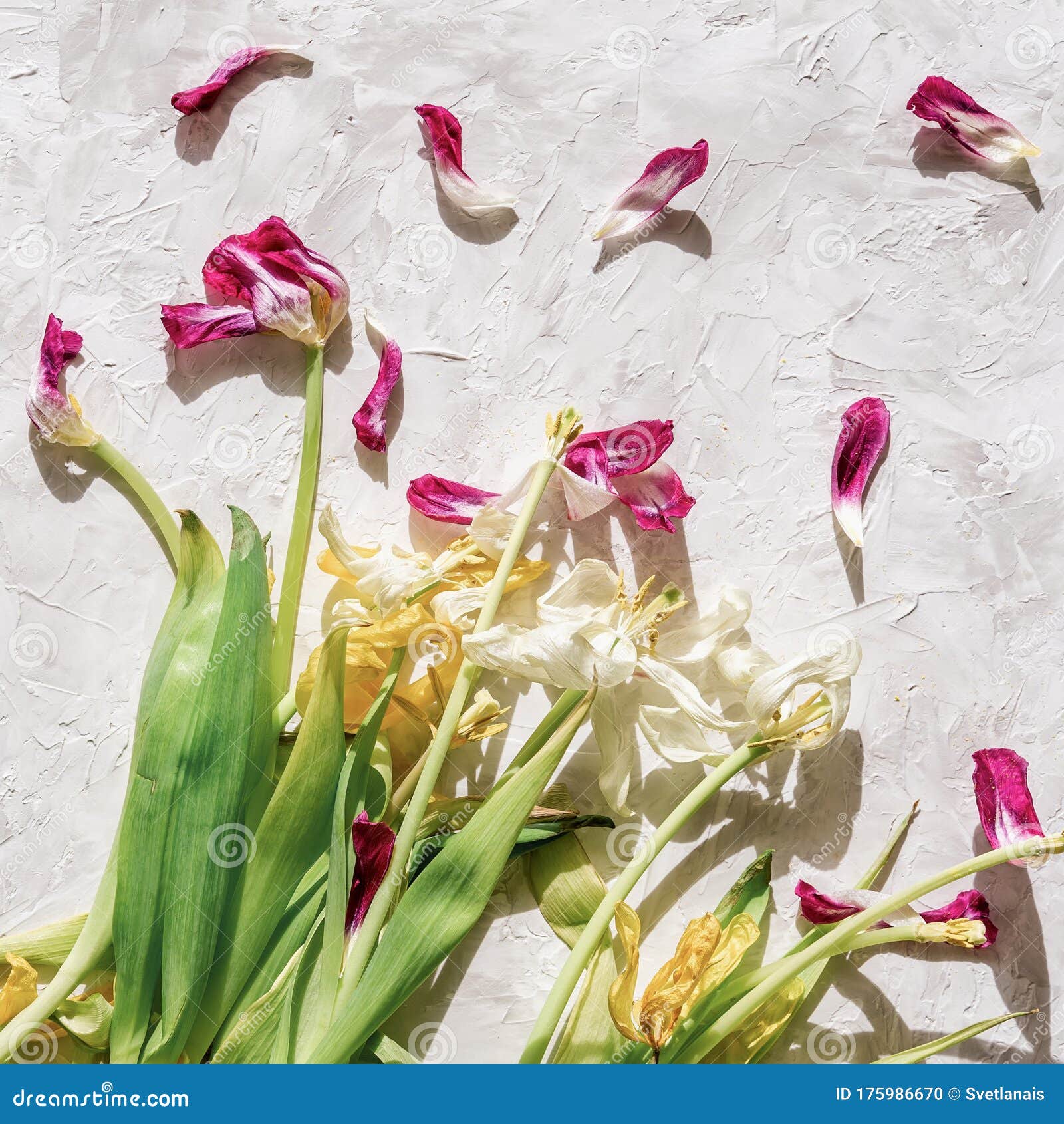 Verblaßter Strauß Von Tulpen Mit Gefallenem Blumenblattkonzept Nostalgie  Hinter Romantik Stockfoto - Bild von liebe, blumen: 175986670