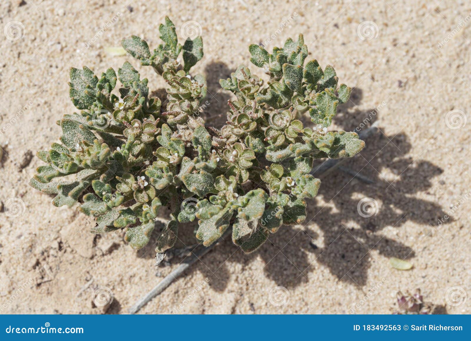 Verdadeira Rosa Da Planta Jericho No Seu Estado De Crescimento No Negev Em  Israel Imagem de Stock - Imagem de negev, nave: 183492563