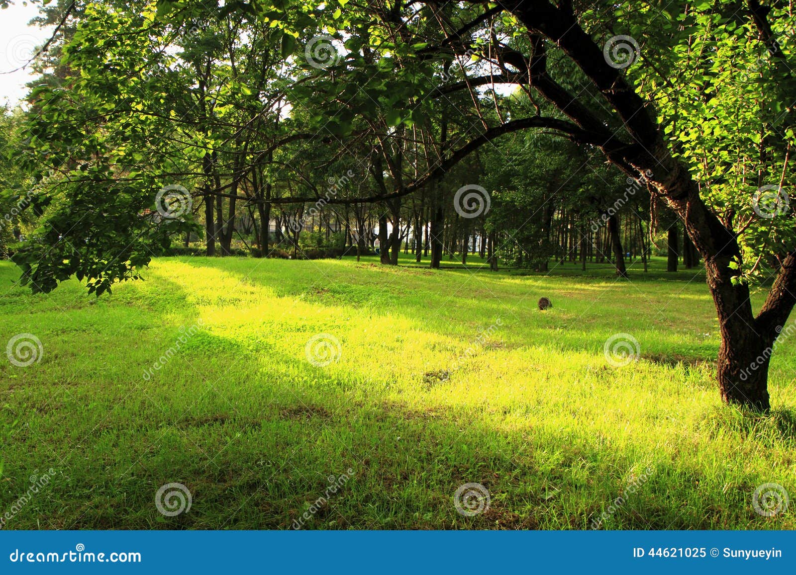 Verdant Trees and lawn stock image. Image of botanical - 44621025