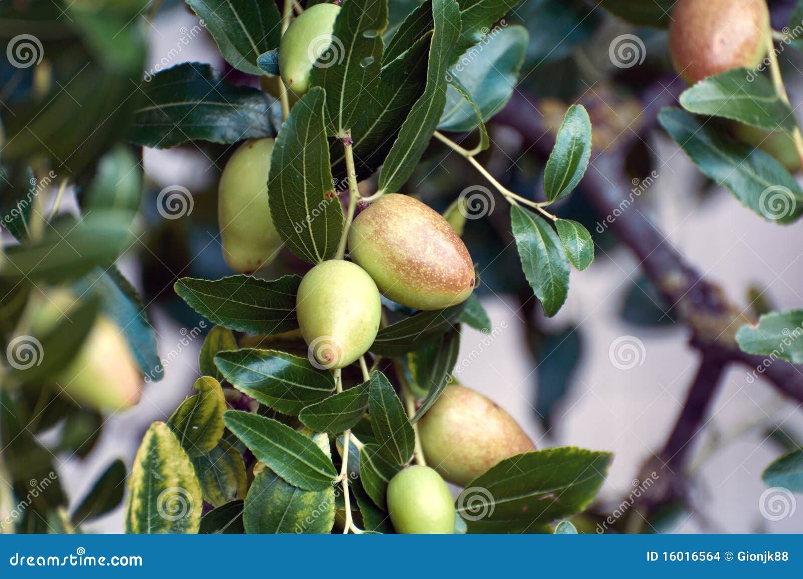 Verde de la azufaifa foto de archivo. Imagen de rojo - 16016564
