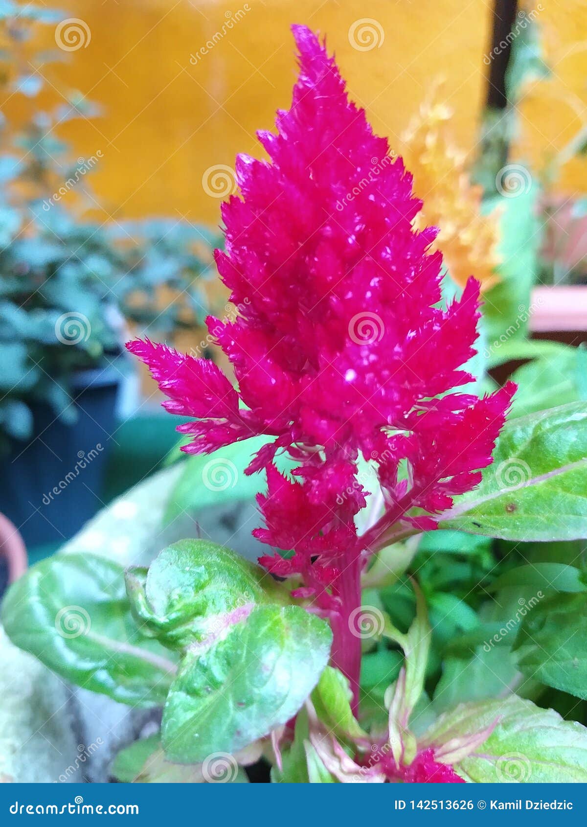 Verde Del Rosa De Jardín De La Planta De La Flor Foto de archivo - Imagen  de rosa, flor: 142513626