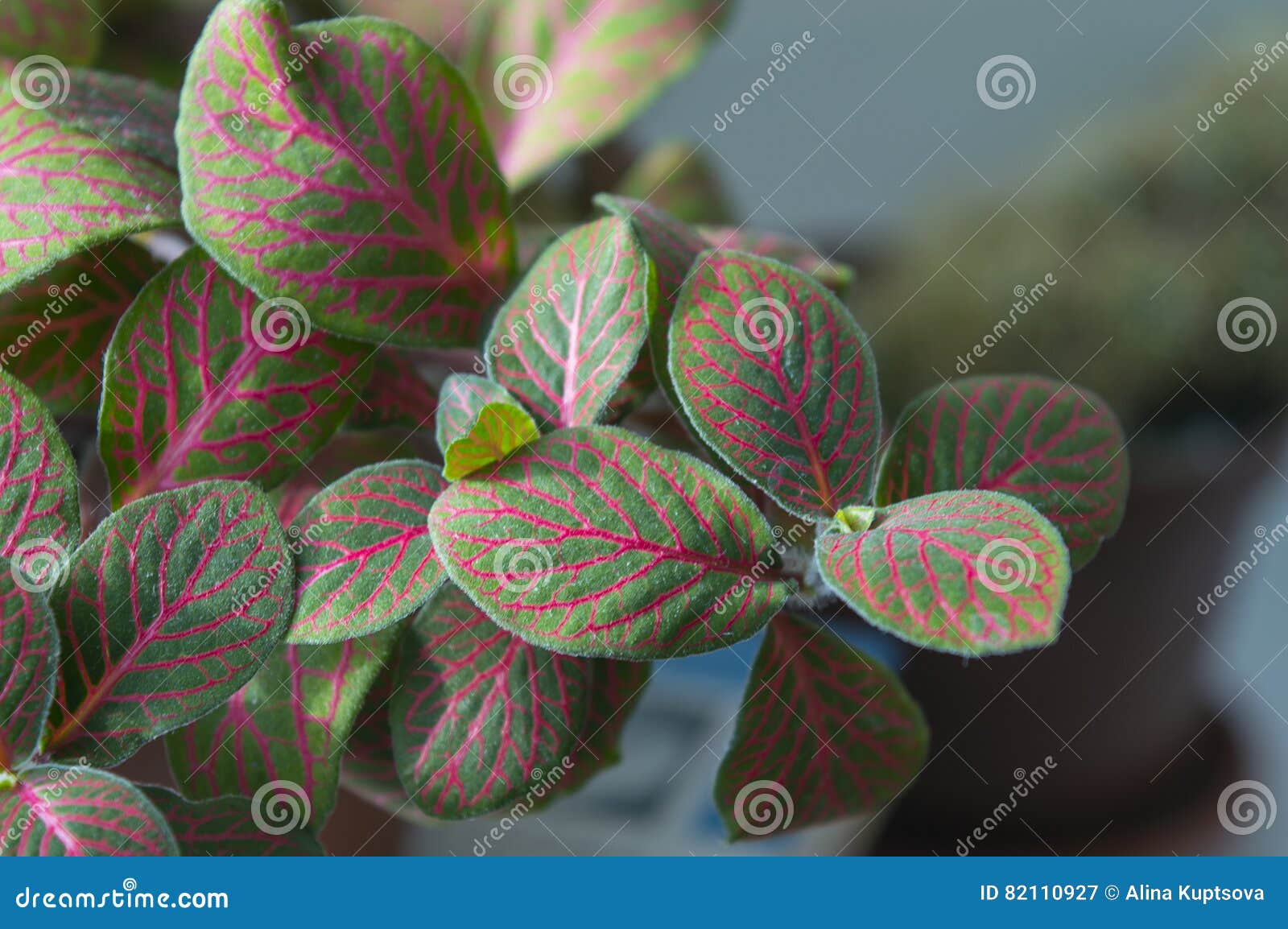 Verde - Folhas E-cor-de-rosa Brilhantes Do Verschaffeltii Do Fittonia Da  Nervo-planta Imagem de Stock - Imagem de verde, vista: 82110927