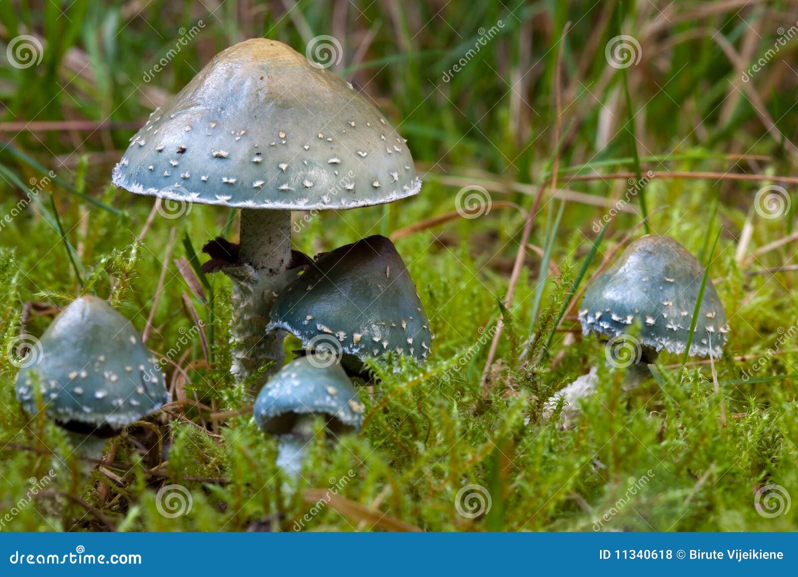 verdigris agaric