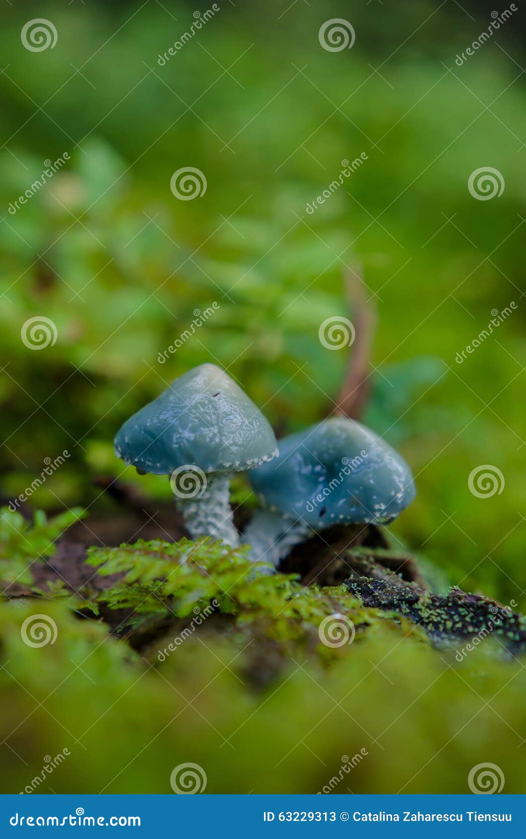 verdigris agaric in the forest