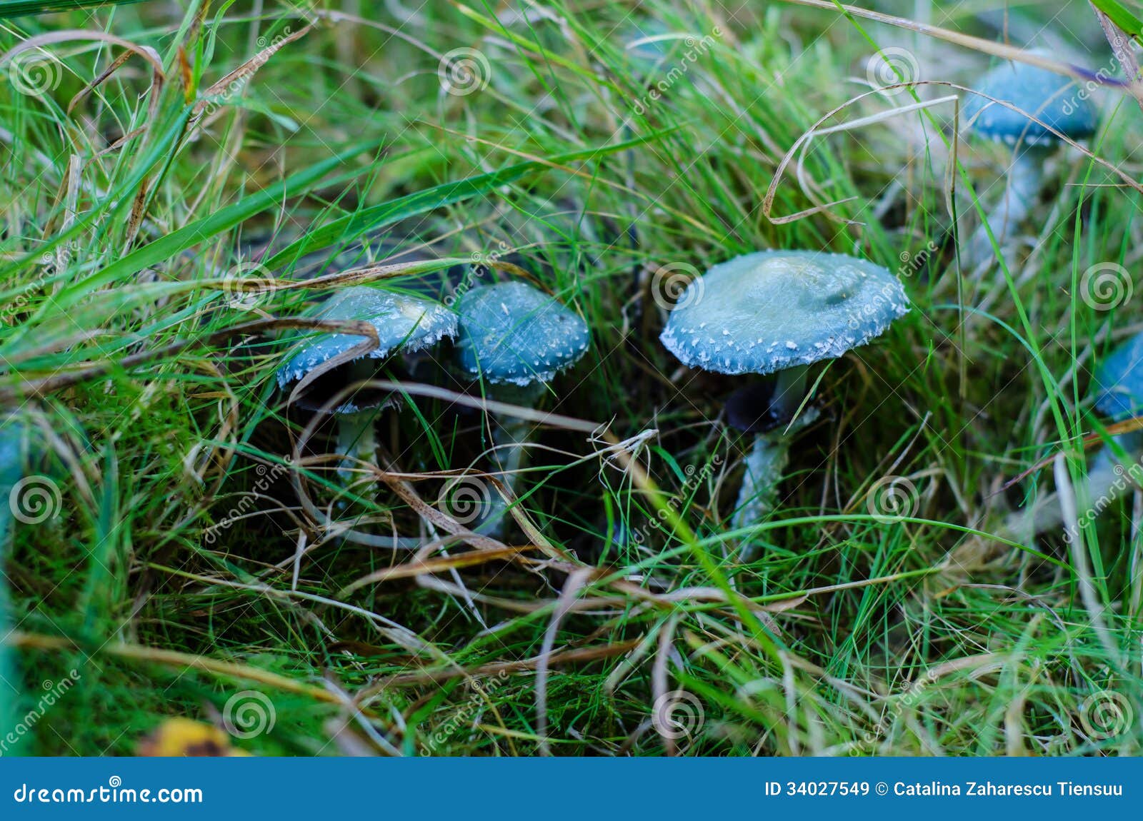 verdigris agaric in the forest